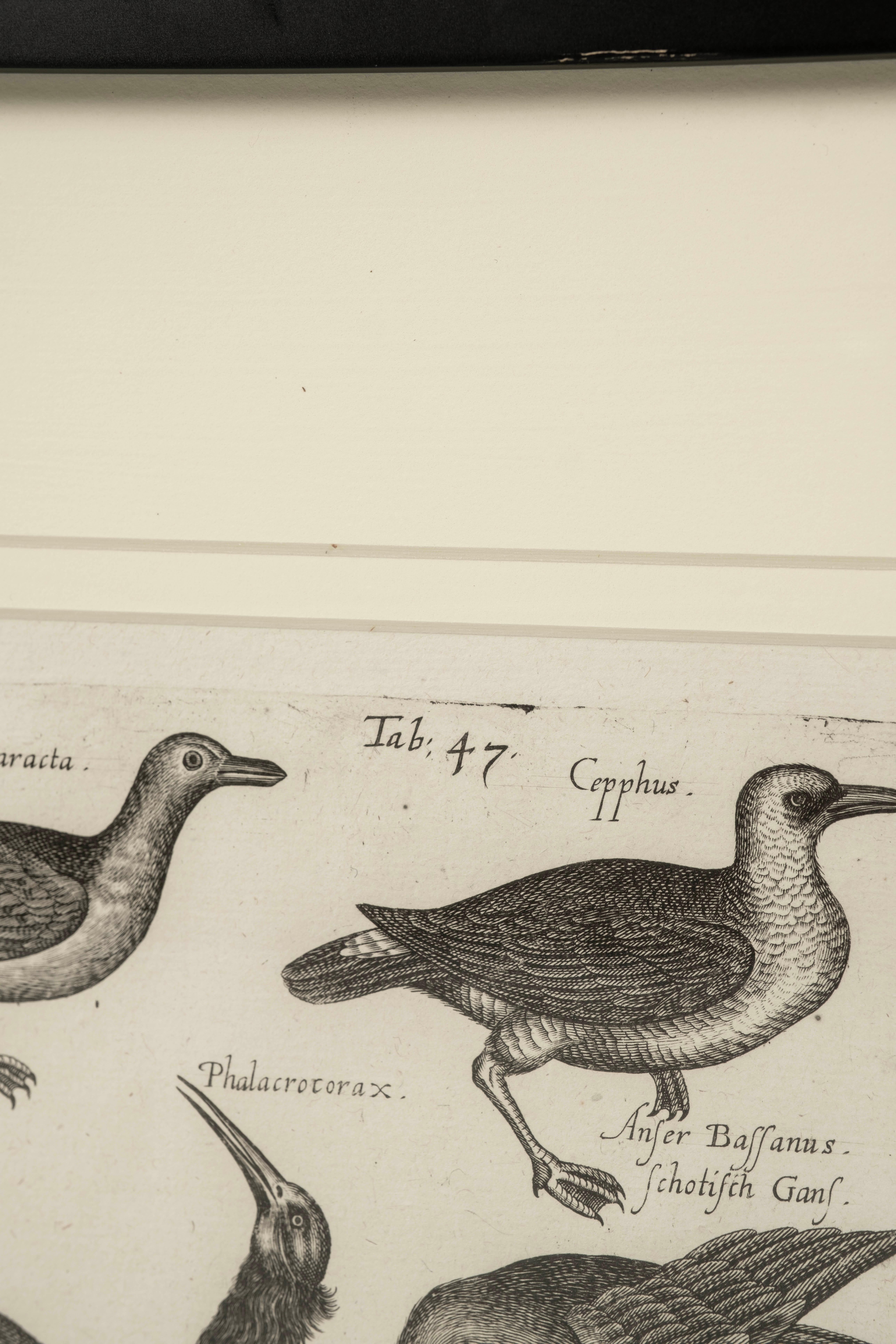 Pareja de grabados sobre aves del siglo XVII John Johnston Historiae Naturalis nº 3 Polaco en venta