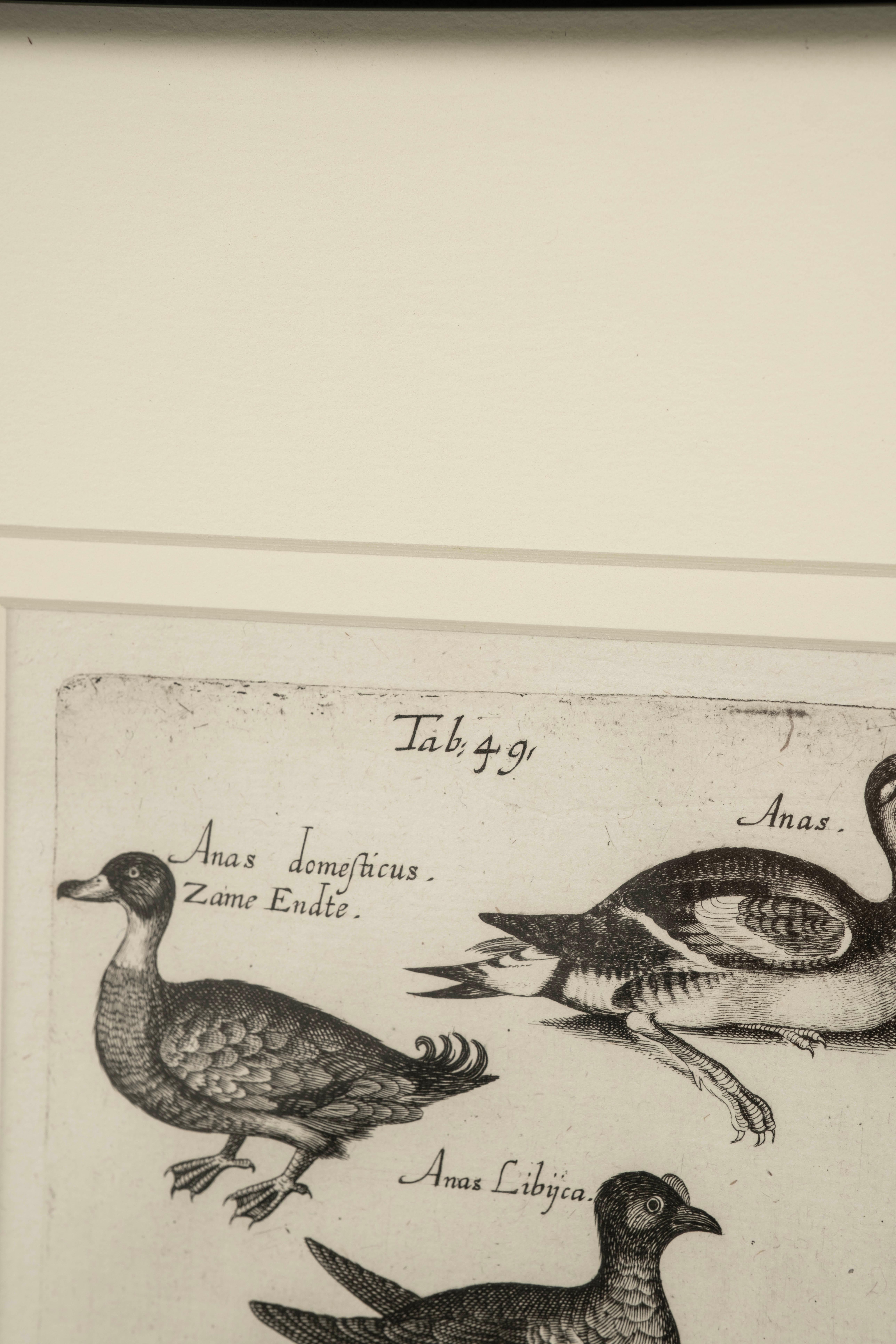 Pareja de grabados sobre aves del siglo XVII John Johnston Historiae Naturalis nº 3 en Bueno estado para la venta en Houston, TX