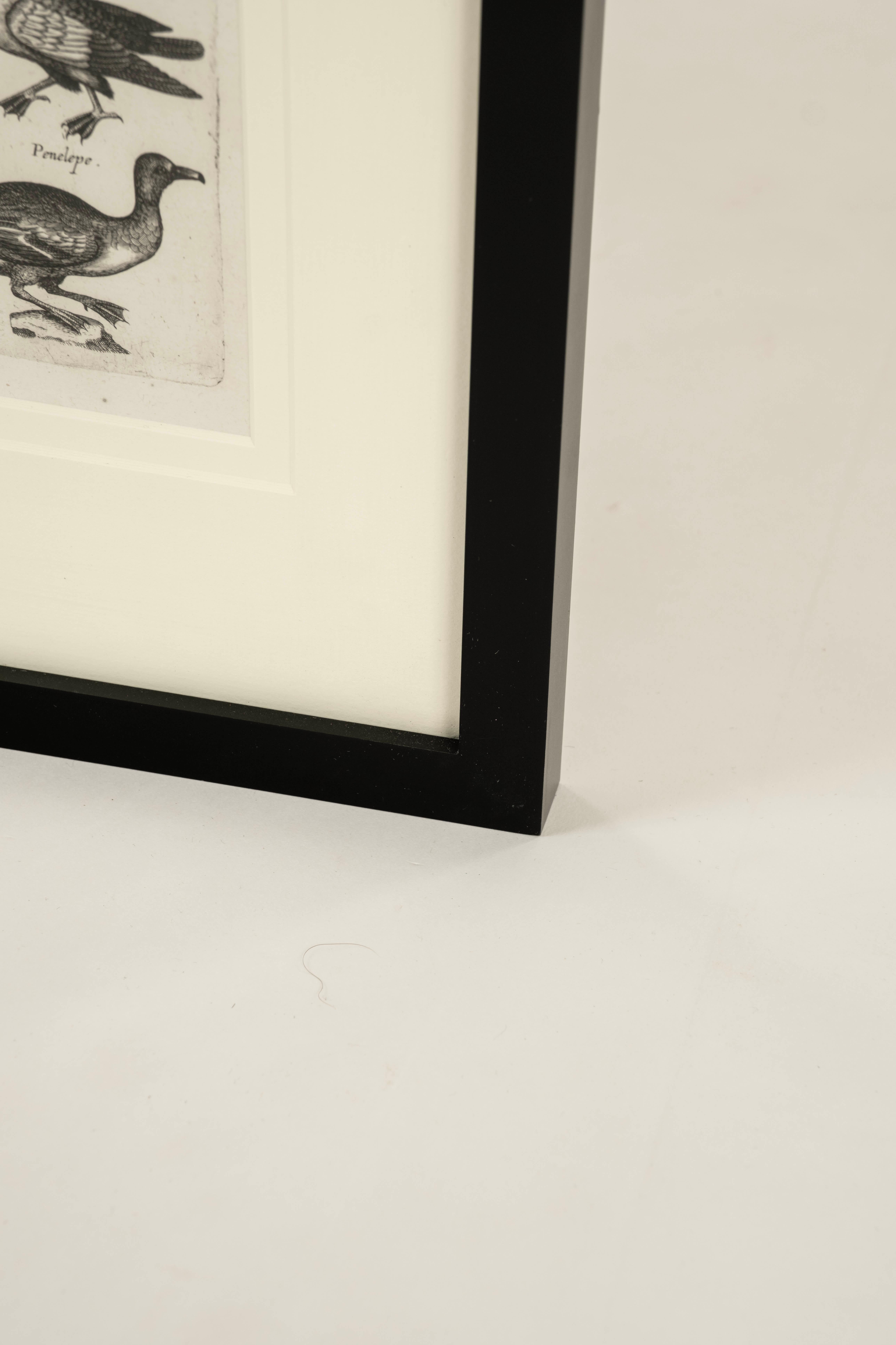 Pareja de grabados sobre aves del siglo XVII John Johnston Historiae Naturalis nº 3 siglo XVIII y antes en venta