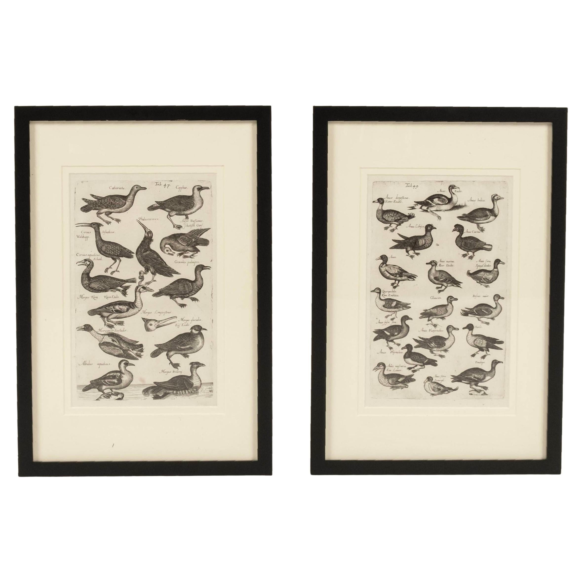 Paar John Johnston Historiae Naturalis Vogelgravuren des 17. Jahrhunderts #3