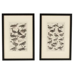 Paire de gravures d'oiseaux Historiae Naturalis du 17e siècle de John Johnston #3