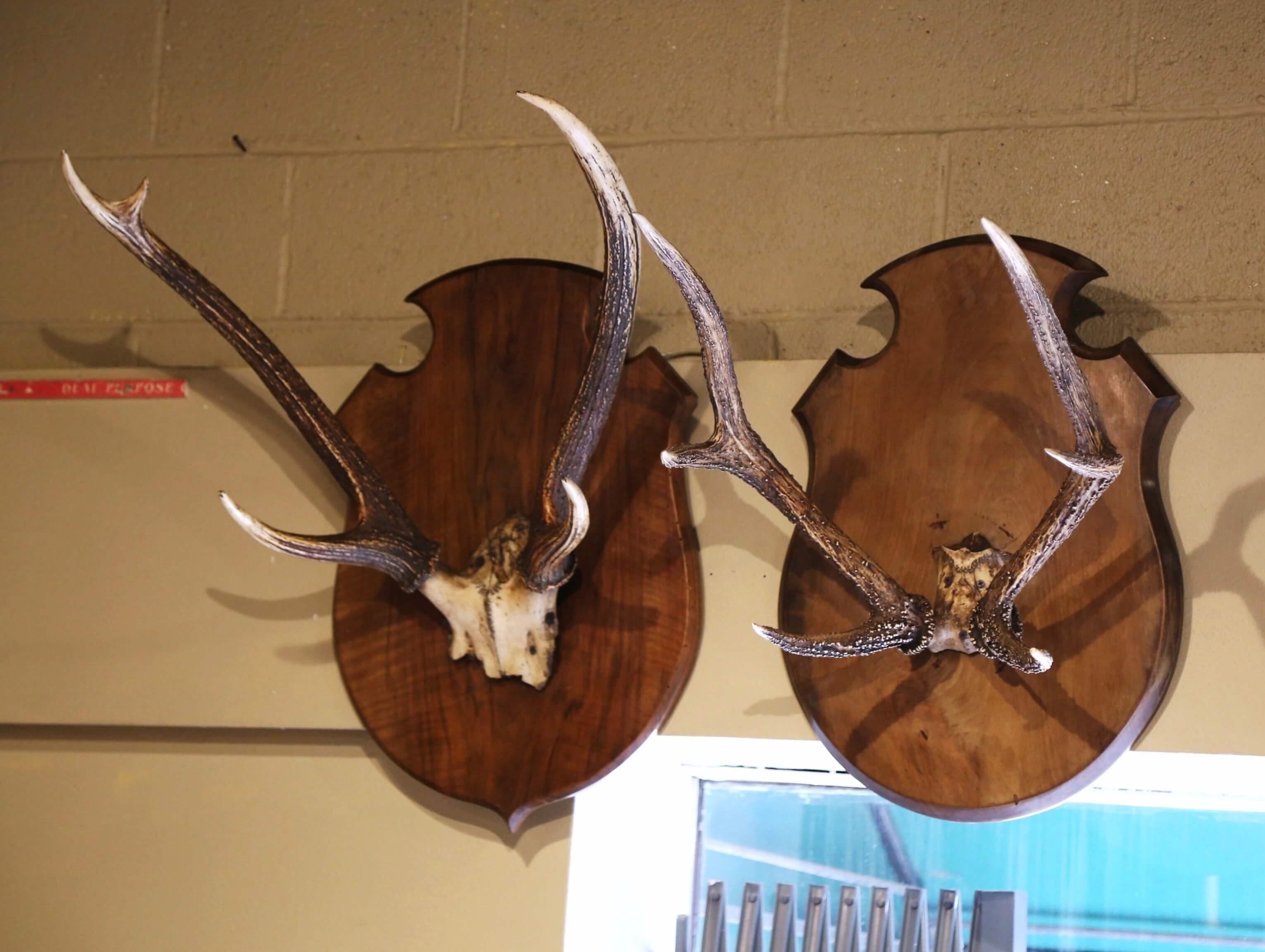 Create a rustic style in your home or ranch house with this pair of wall-mounted deer antler plaques. Bought in the Loire Valley of France, each large six-pointer deer trophy features a thick girth and is mounted on a carved, walnut plaque. The