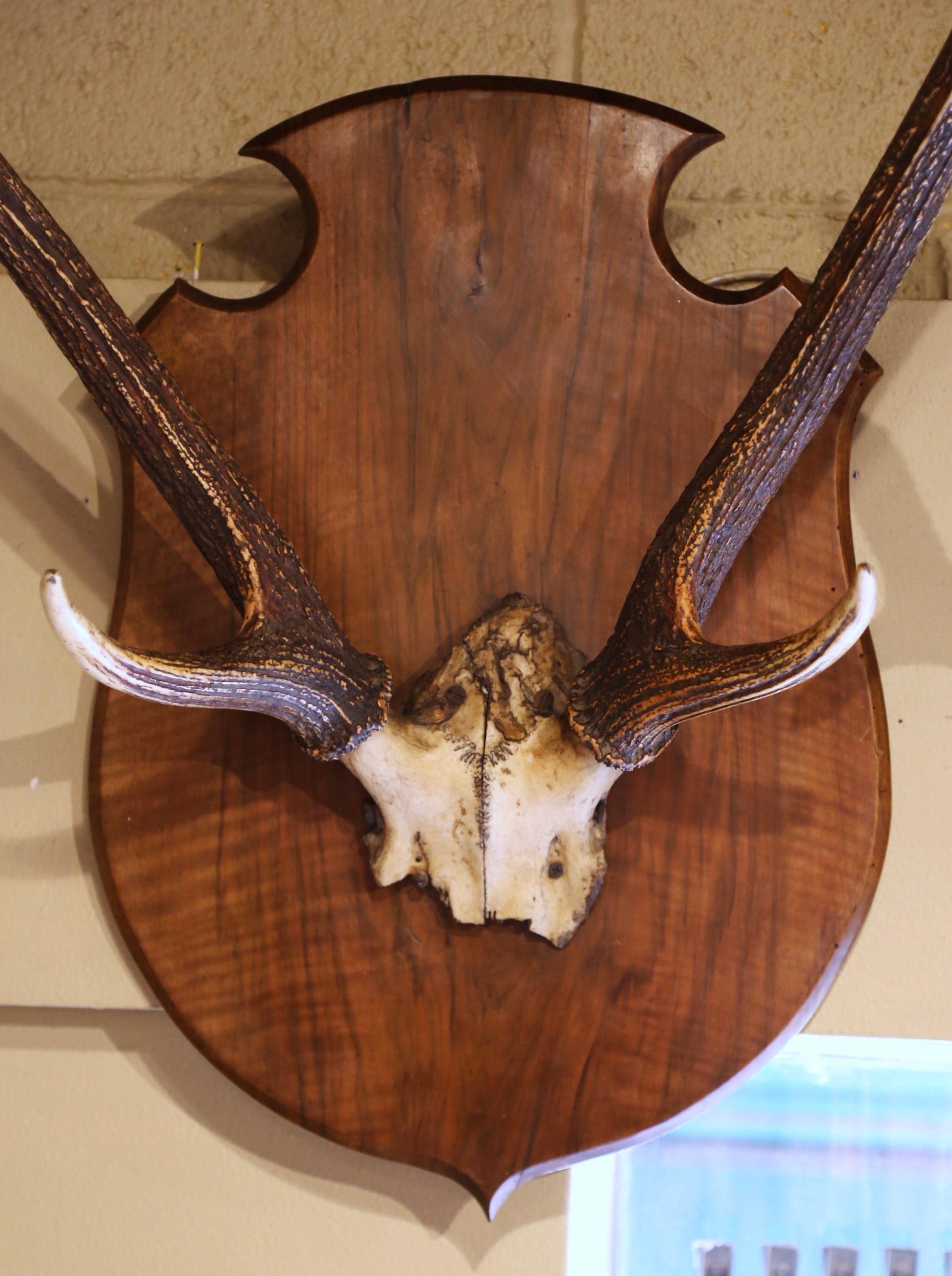 Hand-Carved Pair 19th Century French Mounted Deer Antler Trophies on Carved Walnut Plaques