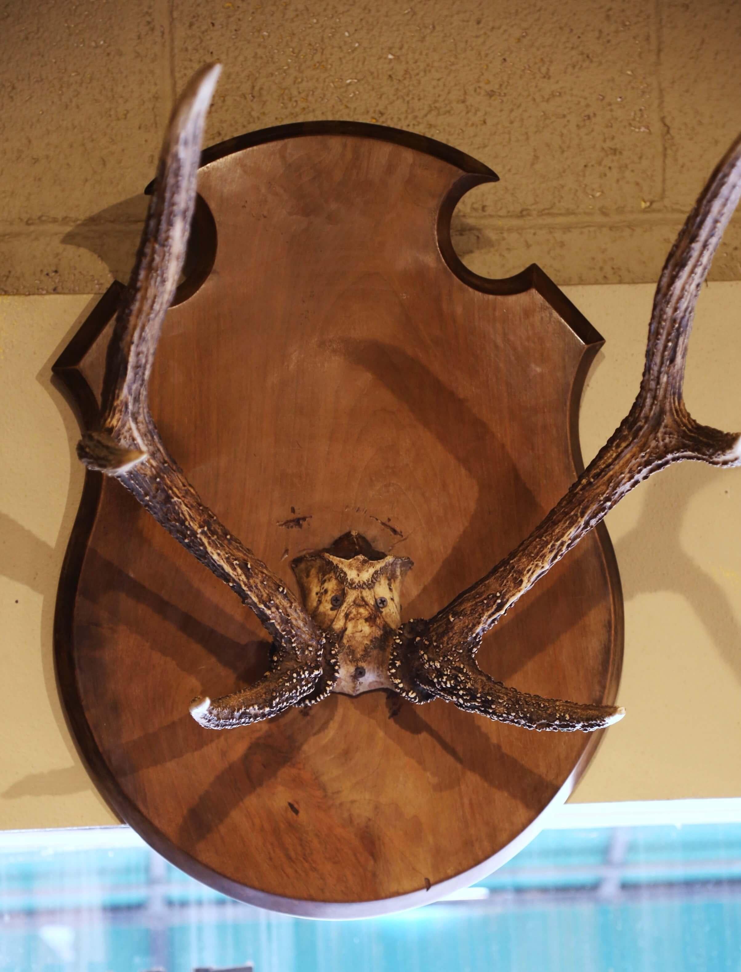 deer skull mount
