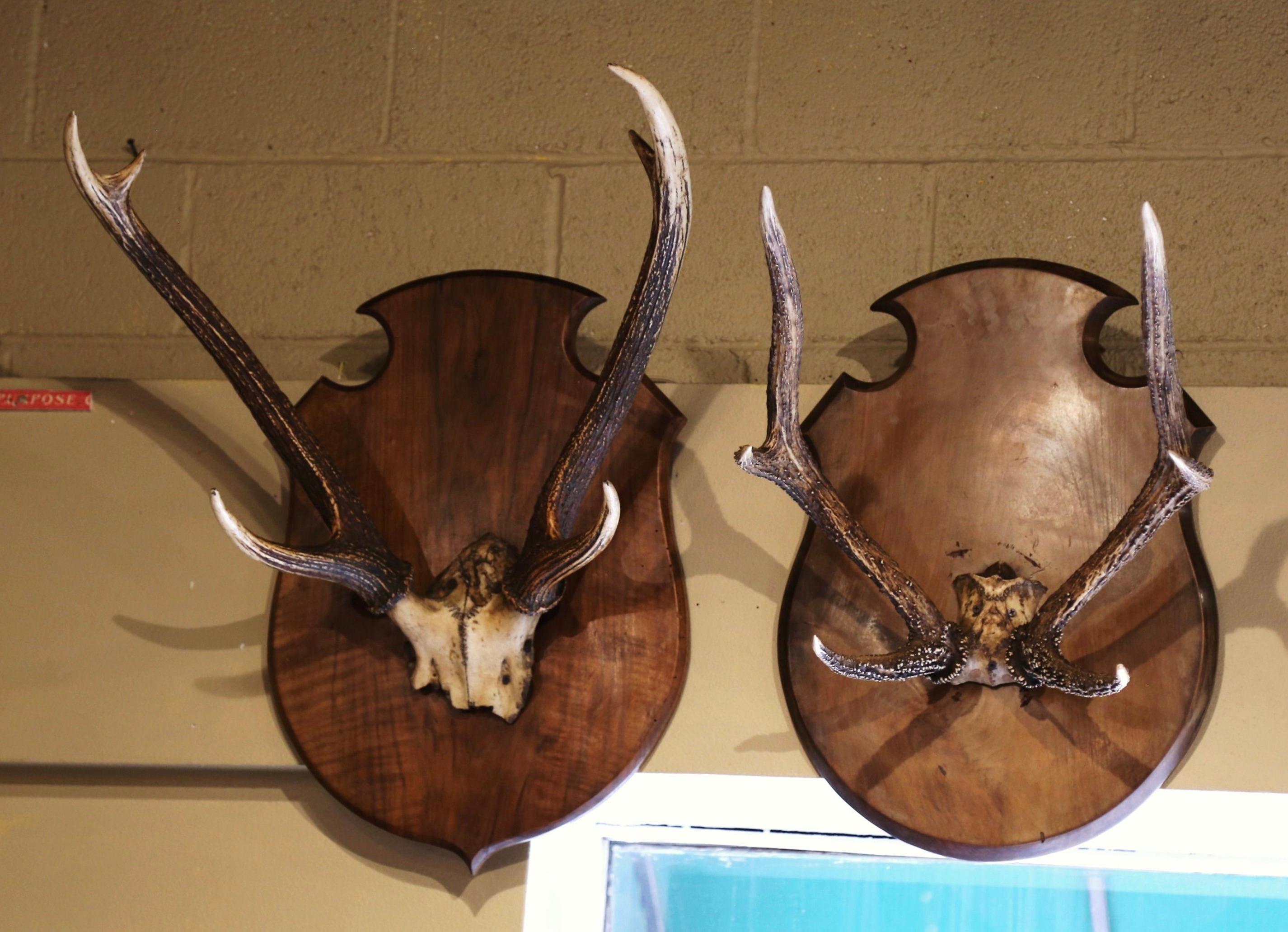 Pair 19th Century French Mounted Deer Antler Trophies on Carved Walnut Plaques 1