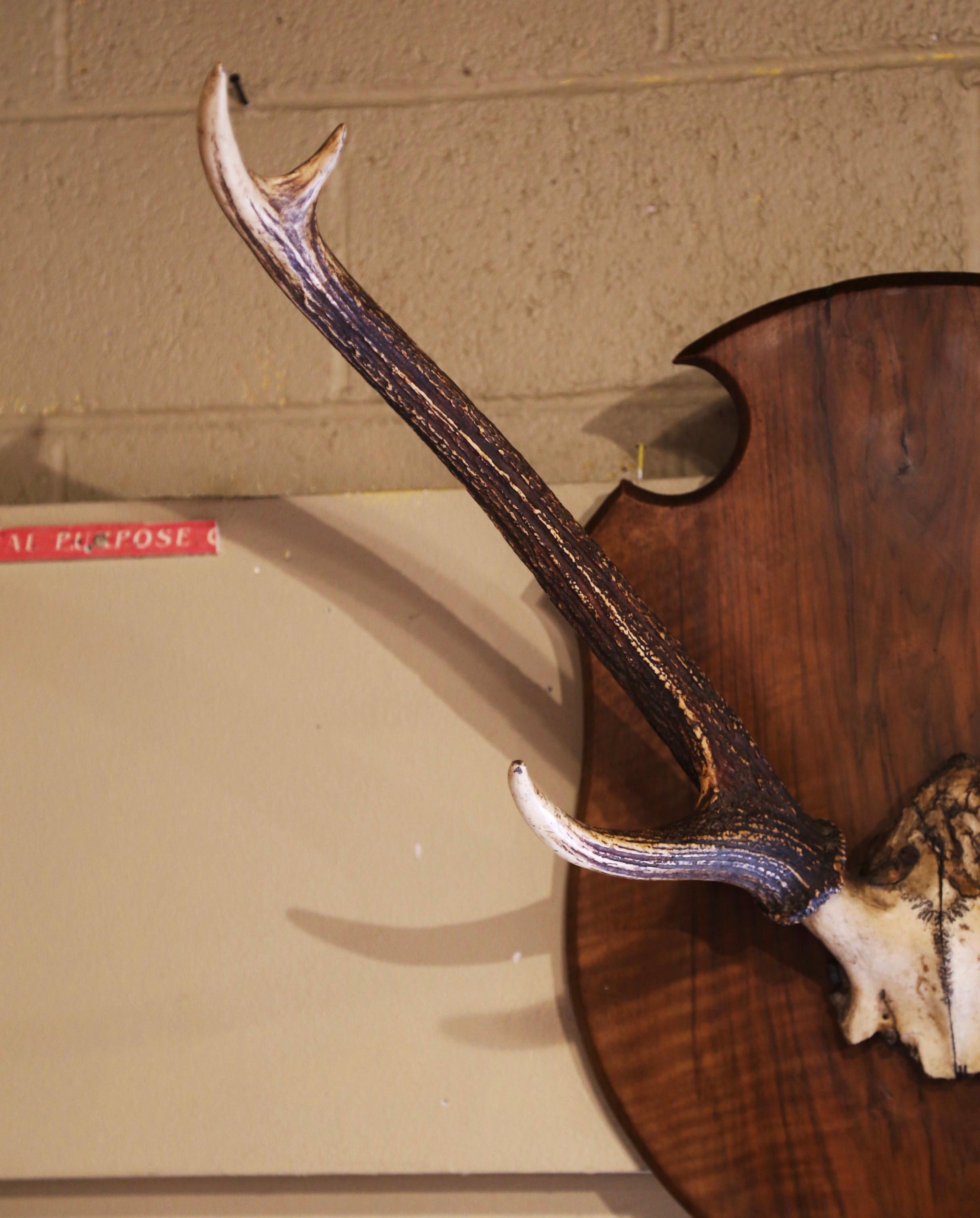 Pair 19th Century French Mounted Deer Antler Trophies on Carved Walnut Plaques 2