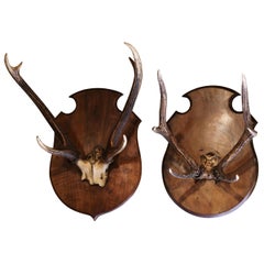 Paire de trophées de cerfs en bois de cerf montés sur plaques en noyer sculpté du 19ème siècle