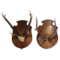 Pair 19th Century French Mounted Deer Antler Trophies on Carved Walnut Plaques