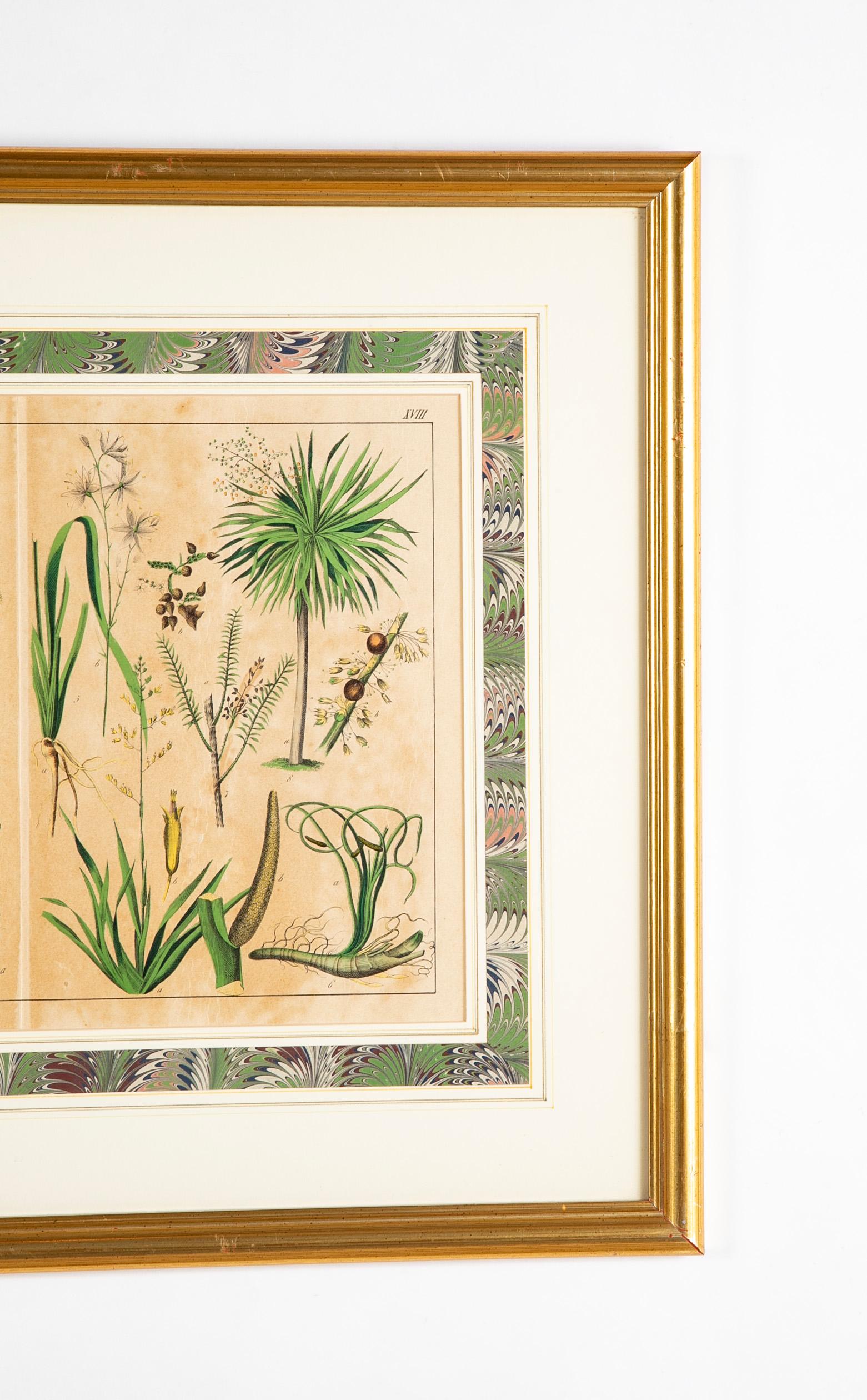 Paar deutsche handkolorierte botanische Drucke des 19. Jahrhunderts in vergoldeten Holzrahmen  im Angebot 3