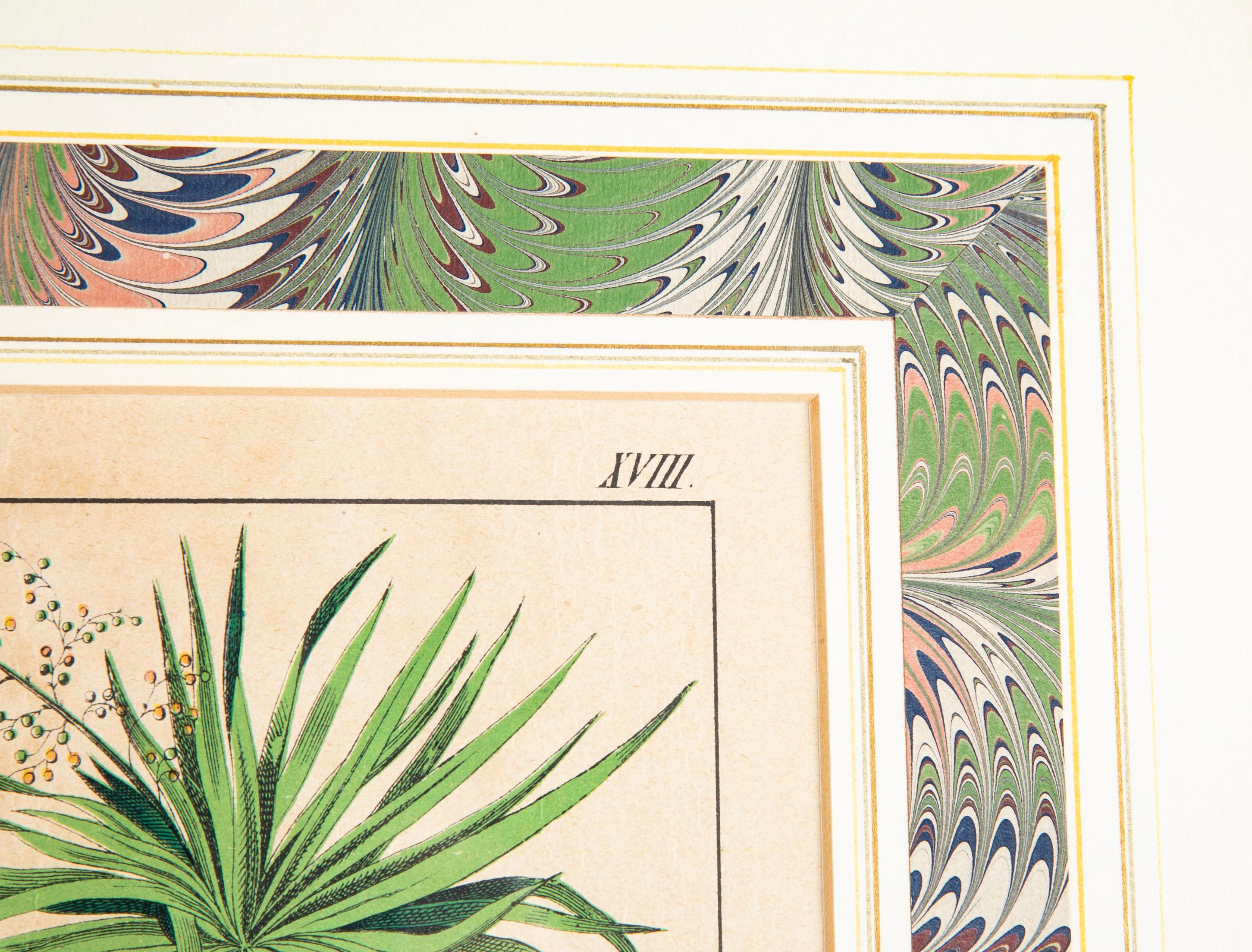 Paar deutsche handkolorierte botanische Drucke des 19. Jahrhunderts in vergoldeten Holzrahmen  im Angebot 4