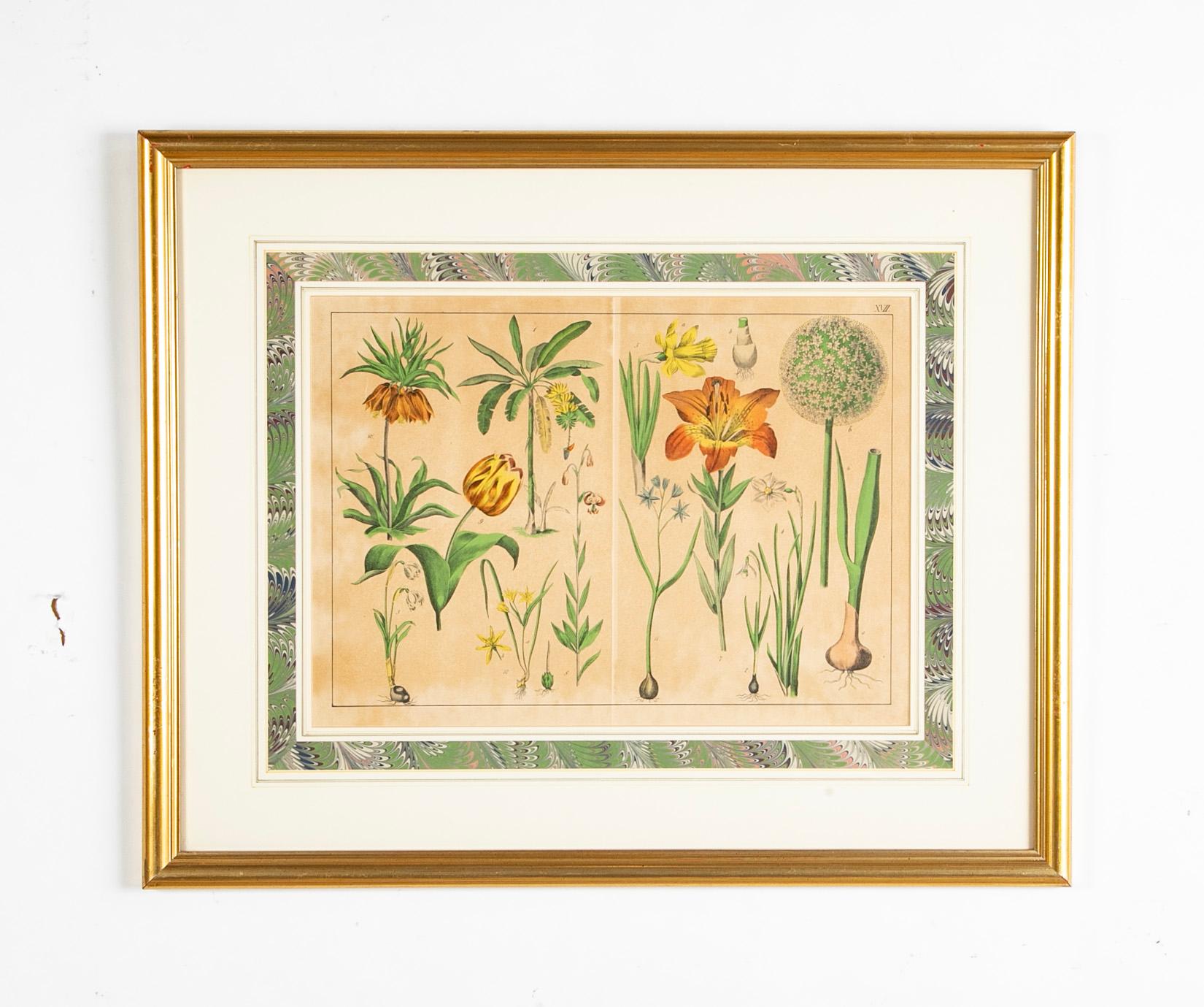 Pair of 19th century German botanical color lithographs in gilt wood frames with beautiful marbleized mats. Each with various plants and trees, including tulips and lilies. 
24 inches wide by 20 high 