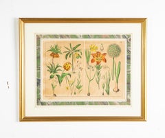 Pair 19th Century German Hand Colored Botanical Prints in Gilt Wood Frames