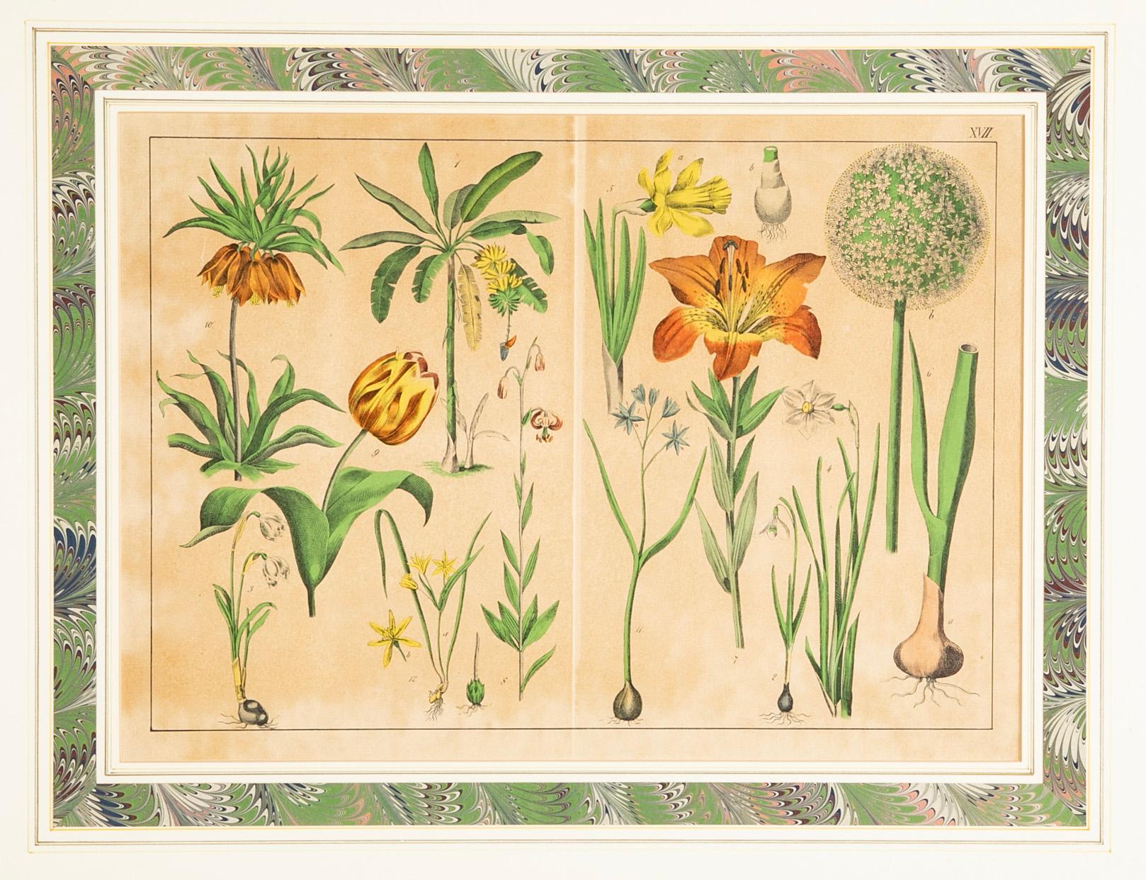 Paar deutsche handkolorierte botanische Drucke des 19. Jahrhunderts in vergoldeten Holzrahmen  (Arts and Crafts) im Angebot