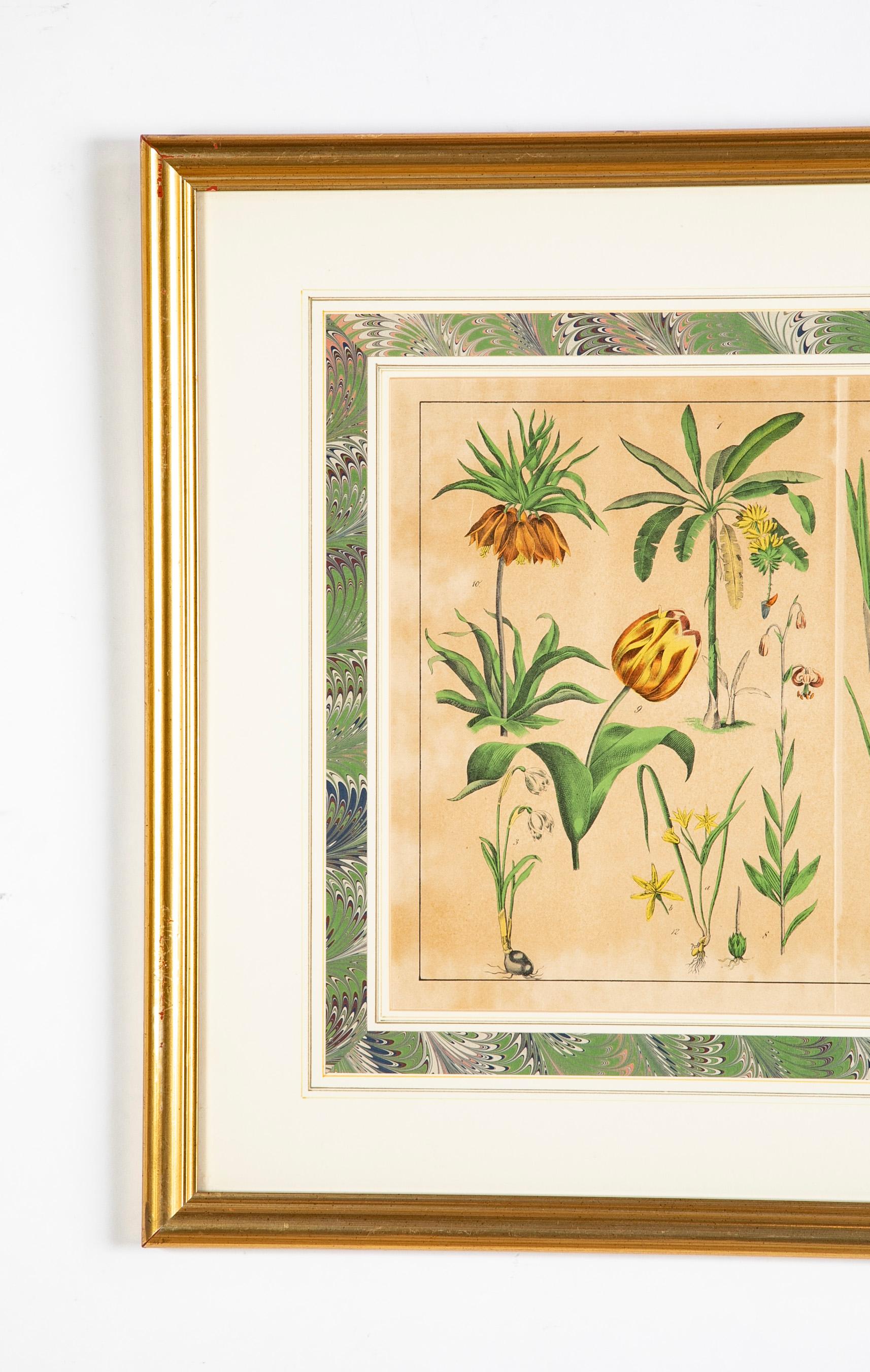 Hand-Painted Pair 19th Century German Hand Colored Botanical Prints in Gilt Wood Frames  For Sale