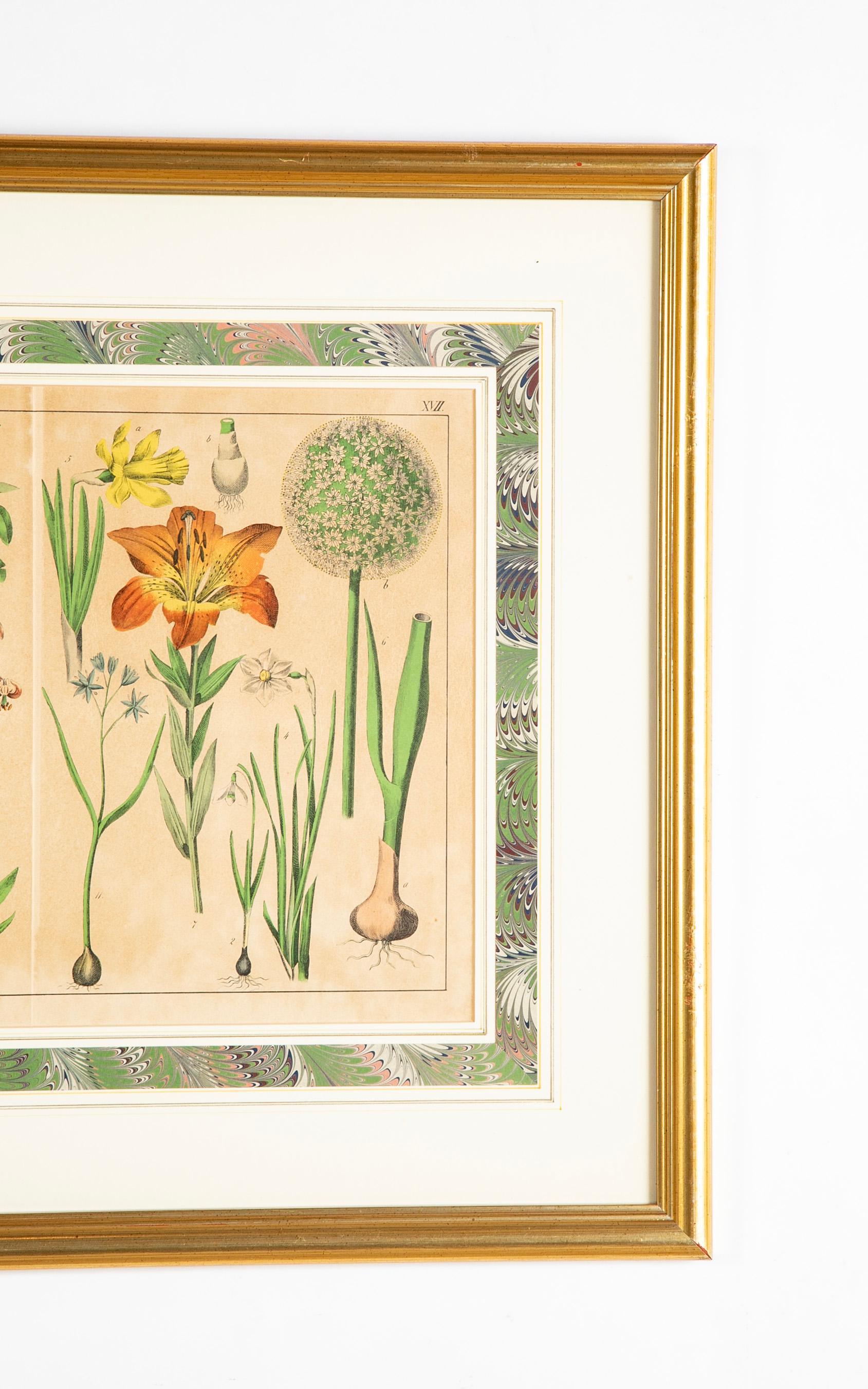 Pair 19th Century German Hand Colored Botanical Prints in Gilt Wood Frames  In Good Condition For Sale In Stamford, CT