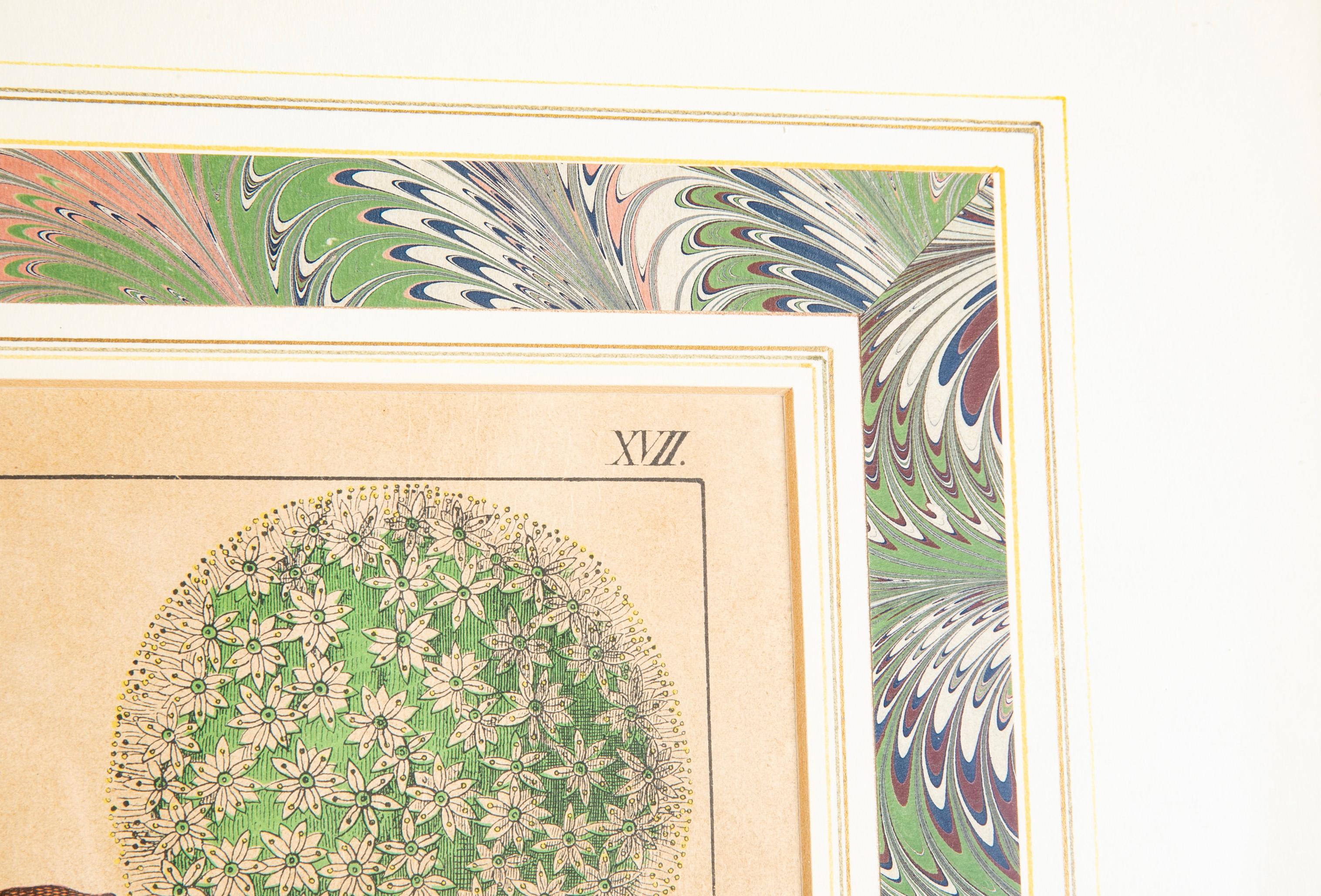 Paper Pair 19th Century German Hand Colored Botanical Prints in Gilt Wood Frames  For Sale