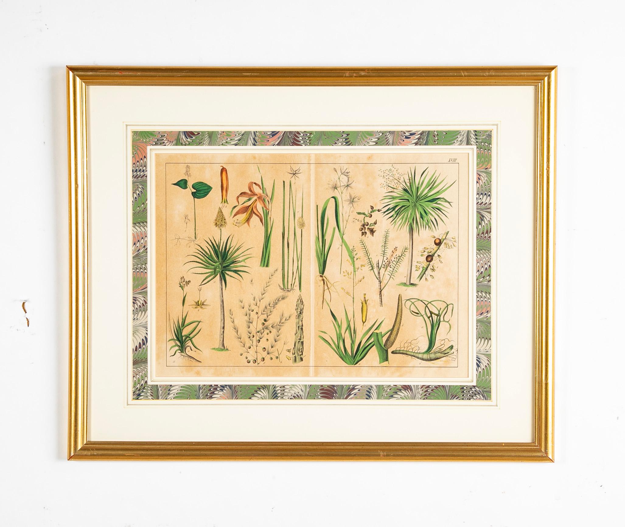 Paar deutsche handkolorierte botanische Drucke des 19. Jahrhunderts in vergoldeten Holzrahmen  (Papier) im Angebot