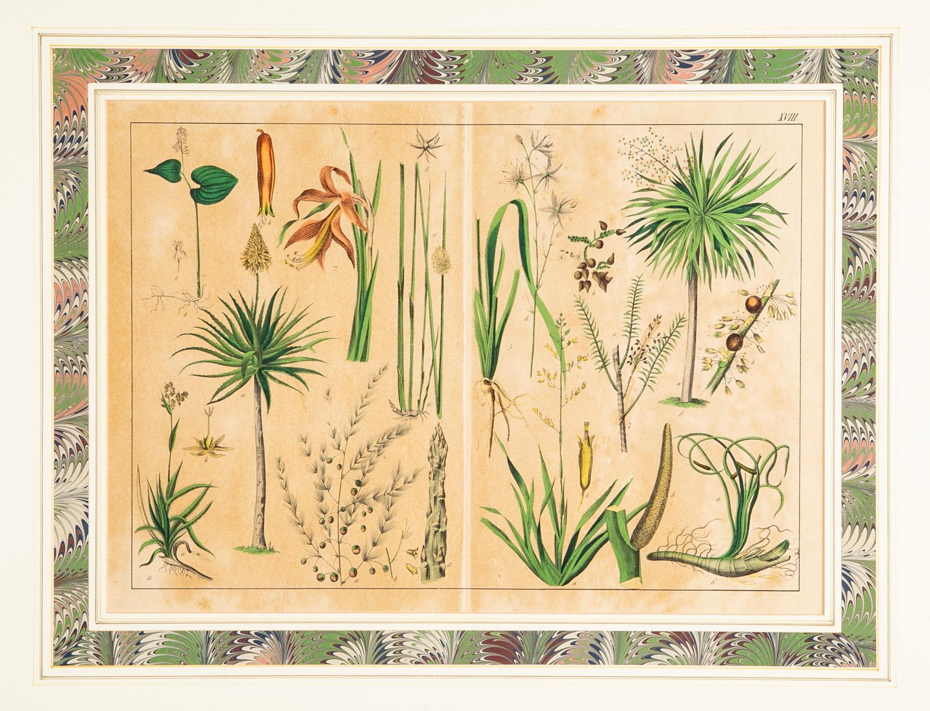 Paar deutsche handkolorierte botanische Drucke des 19. Jahrhunderts in vergoldeten Holzrahmen  im Angebot 1