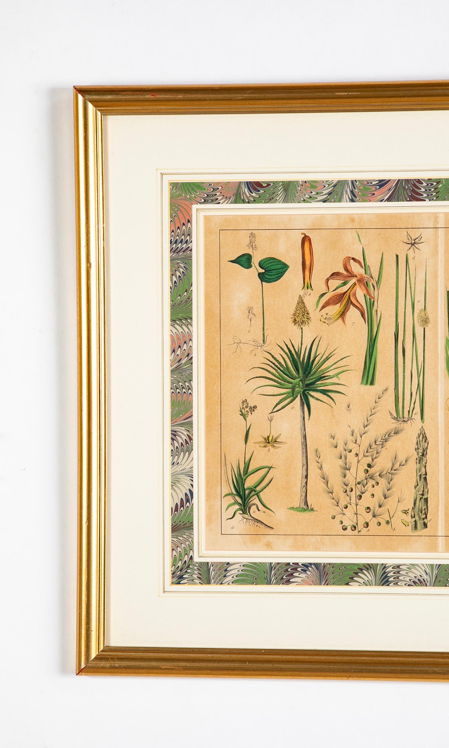 Paar deutsche handkolorierte botanische Drucke des 19. Jahrhunderts in vergoldeten Holzrahmen  im Angebot 2