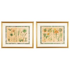 Antique Pair 19th Century German Hand Colored Botanical Prints in Gilt Wood Frames