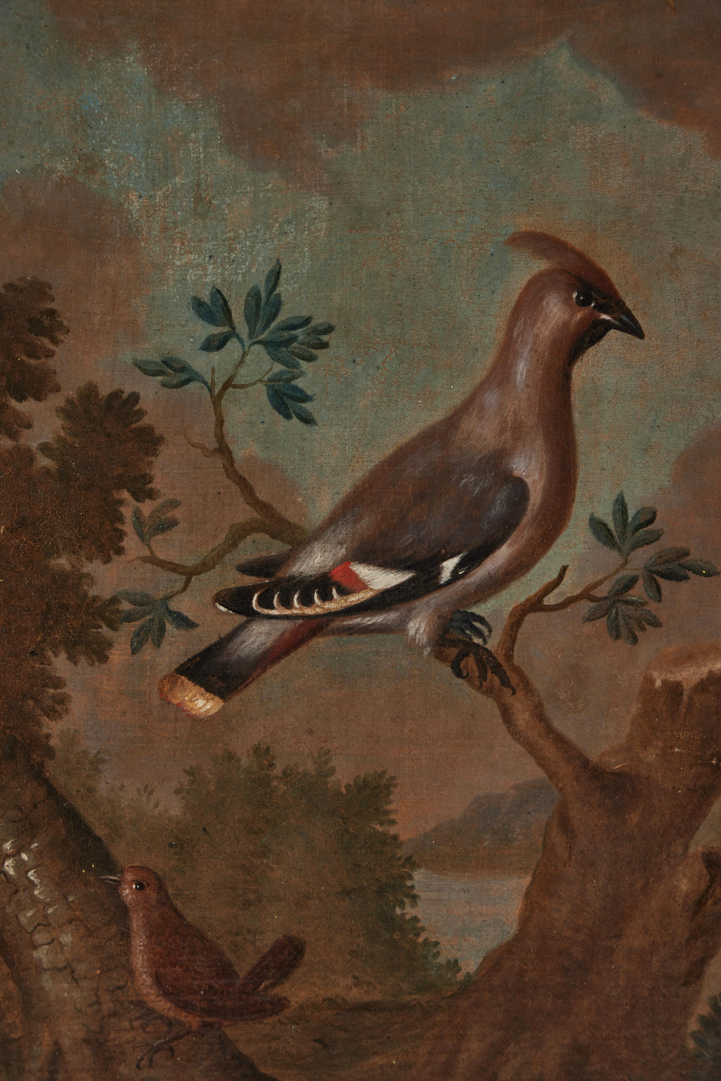 Italian Pair Antique Avian Paintings