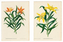 Paar antike botanische Lithografien, Lilium Partheneion & Coridion, 1856