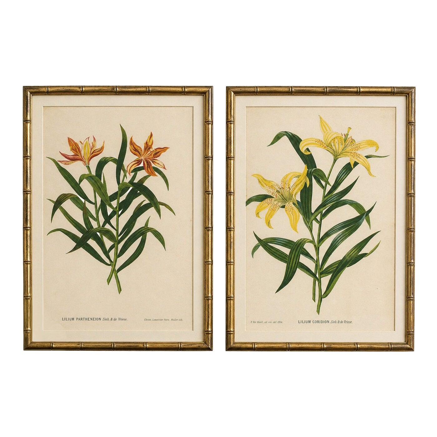 Paire de lithographies botaniques anciennes, Lilium Partheneion & Coridion, 1856