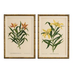 Paar antike botanische Lithografien, Lilium Partheneion & Coridion, 1856