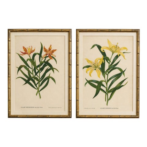 Pair Antique Botanical Lithographs, Lilium Partheneion & Coridion, 1856