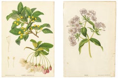 Pair Antique Botanical Lithographs, Sorbus Toringo & Phlox, 1856
