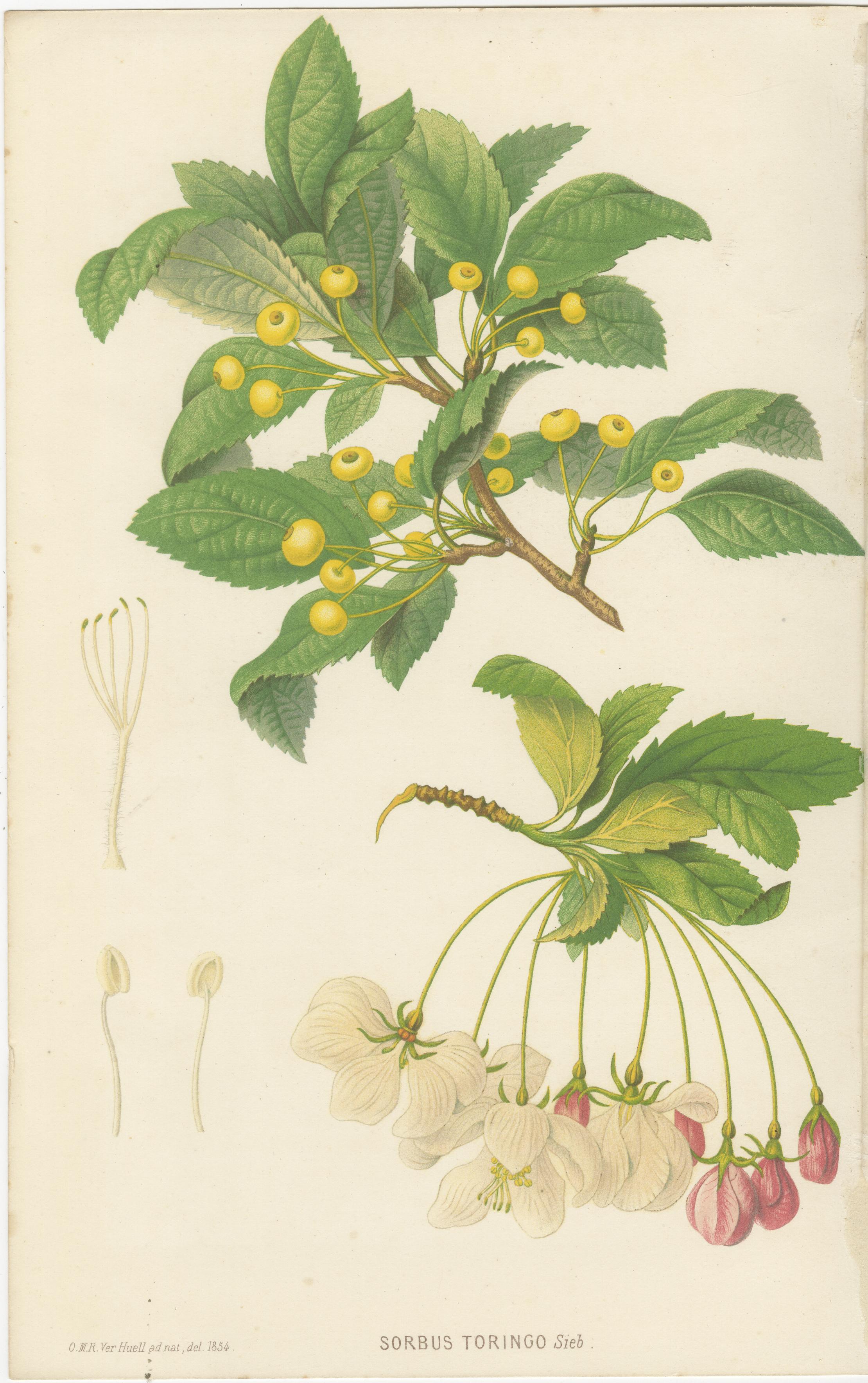 Pair Antique Botanical Lithographs, Sorbus Toringo & Phlox, 1856