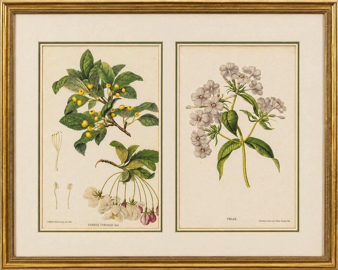 Paire de lithographies botaniques anciennes, Sorbus Toringo & Phlox, 1856