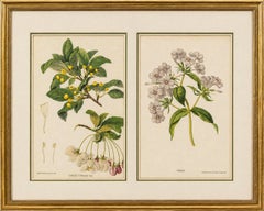 Pair Antique Botanical Lithographs, Sorbus Toringo & Phlox, 1856