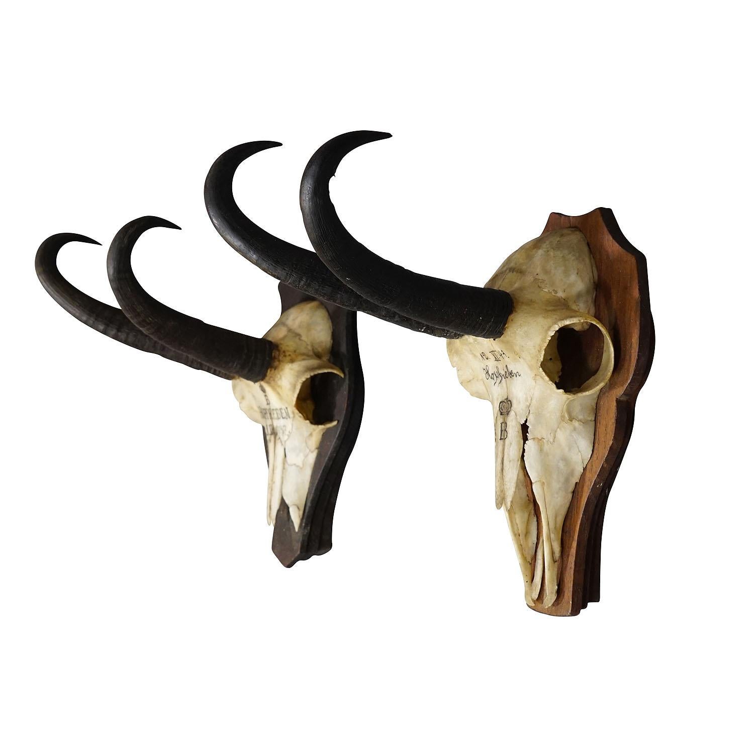 Pair Antique Chamois trophies on wooden plaques Germany ca. 1930s

A pair of antique Black Forest chamois trophies on wooden plaques with brown staining. Originating from the stately home of Palace Salem in South Germany. Shot by members of the