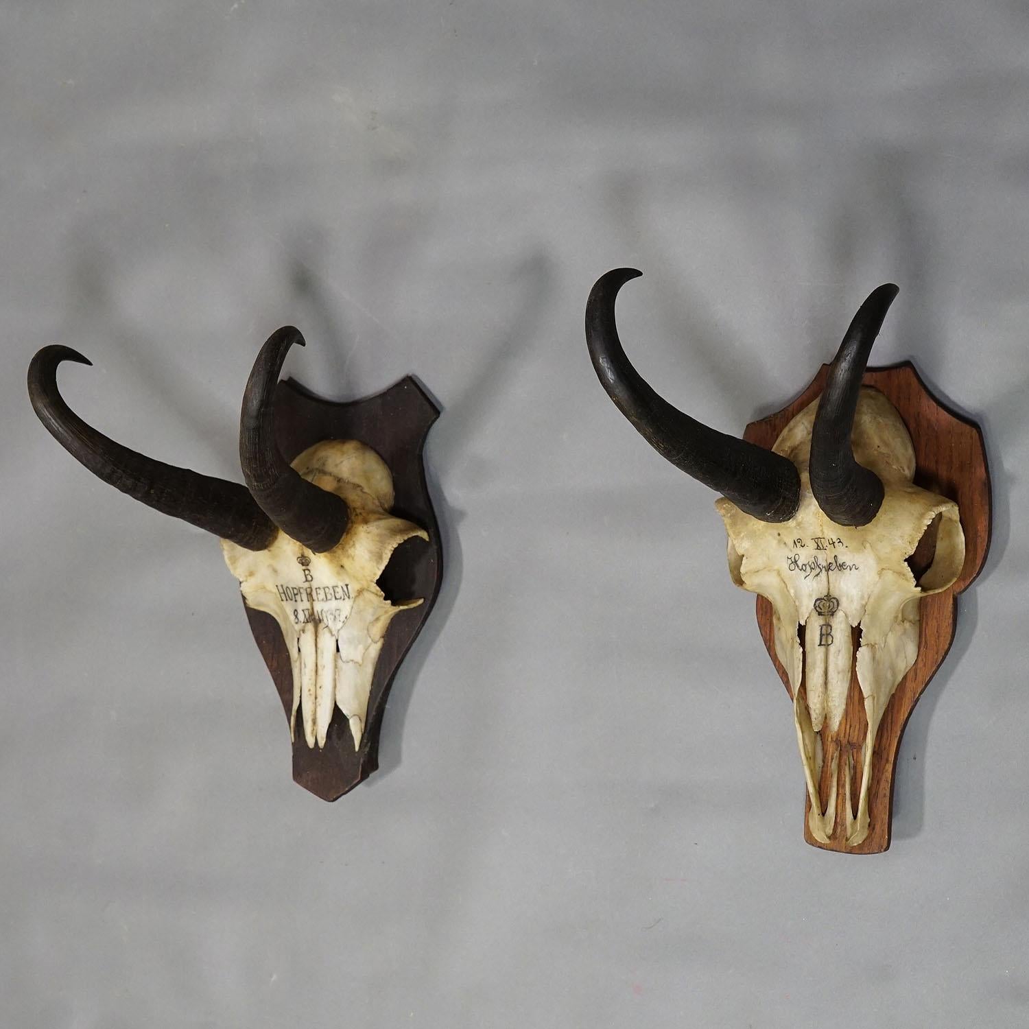 Rustic Pair Antique Chamois Trophies on Wooden Plaques, Germany, Ca. 1930s For Sale