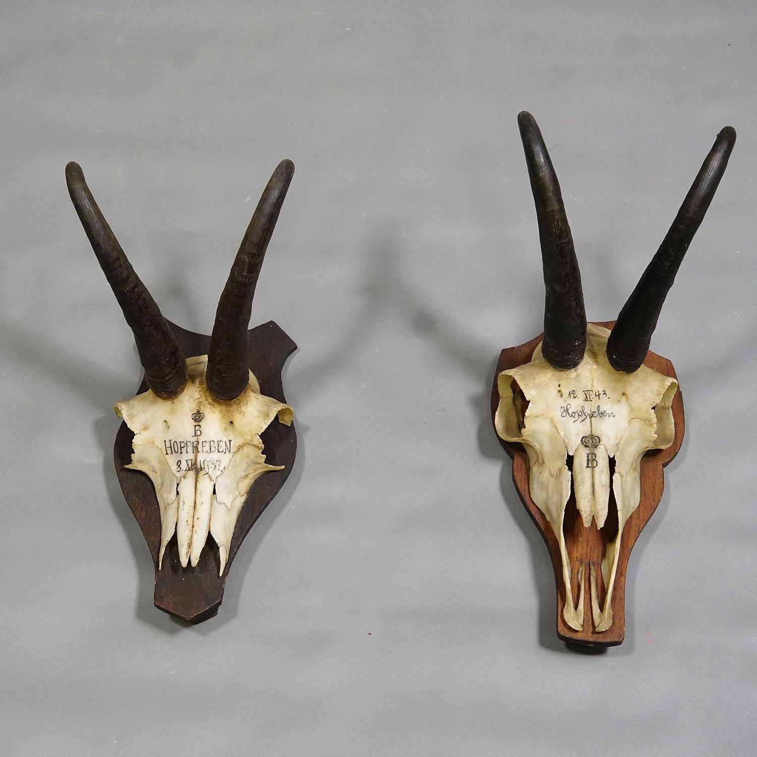 Pair Antique Chamois Trophies on Wooden Plaques, Germany, Ca. 1930s In Good Condition For Sale In Berghuelen, DE