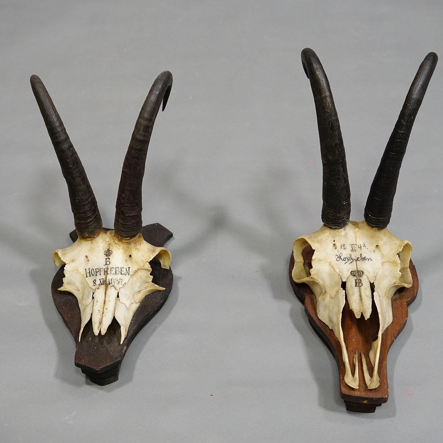 Pair Antique Chamois Trophies on Wooden Plaques, Germany, Ca. 1930s For Sale 1
