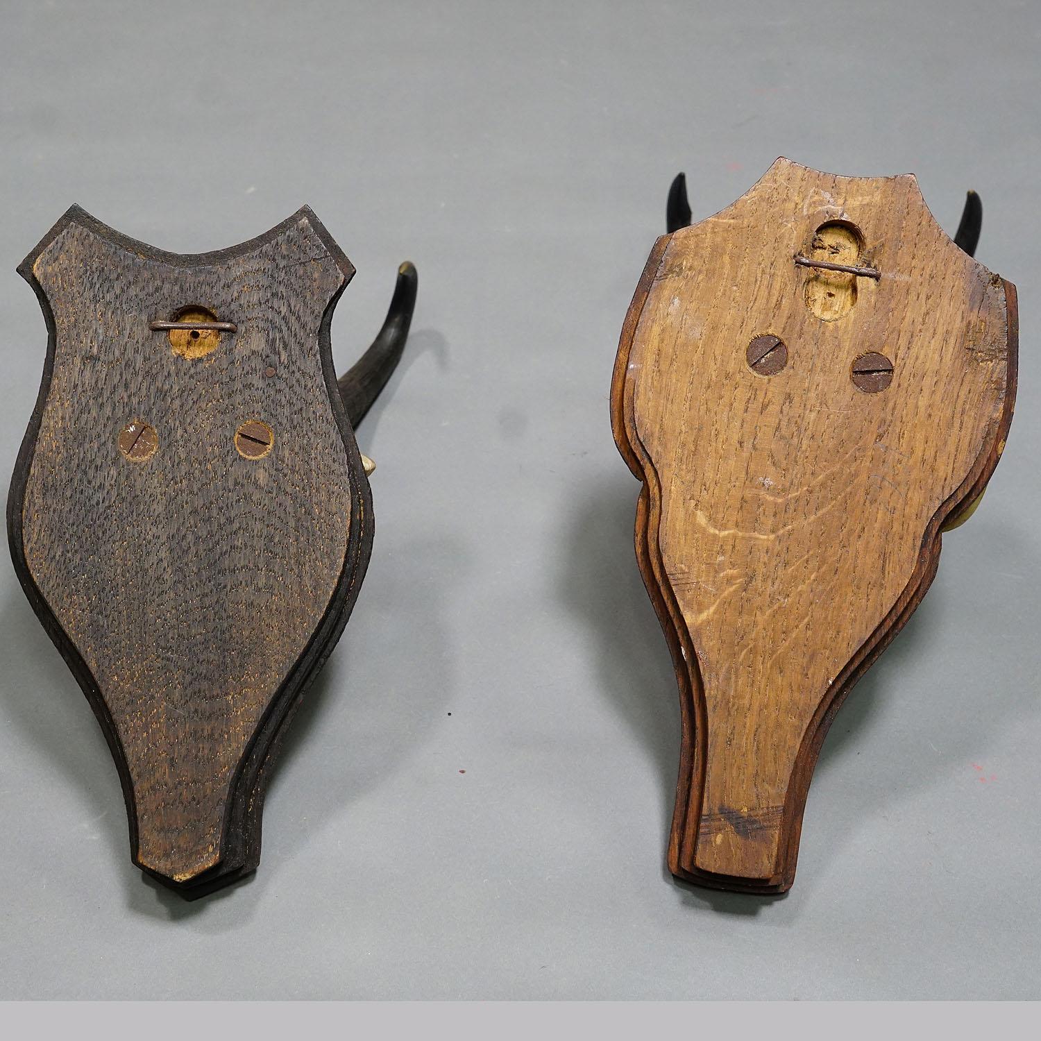 Pair Antique Chamois Trophies on Wooden Plaques, Germany, Ca. 1930s 2