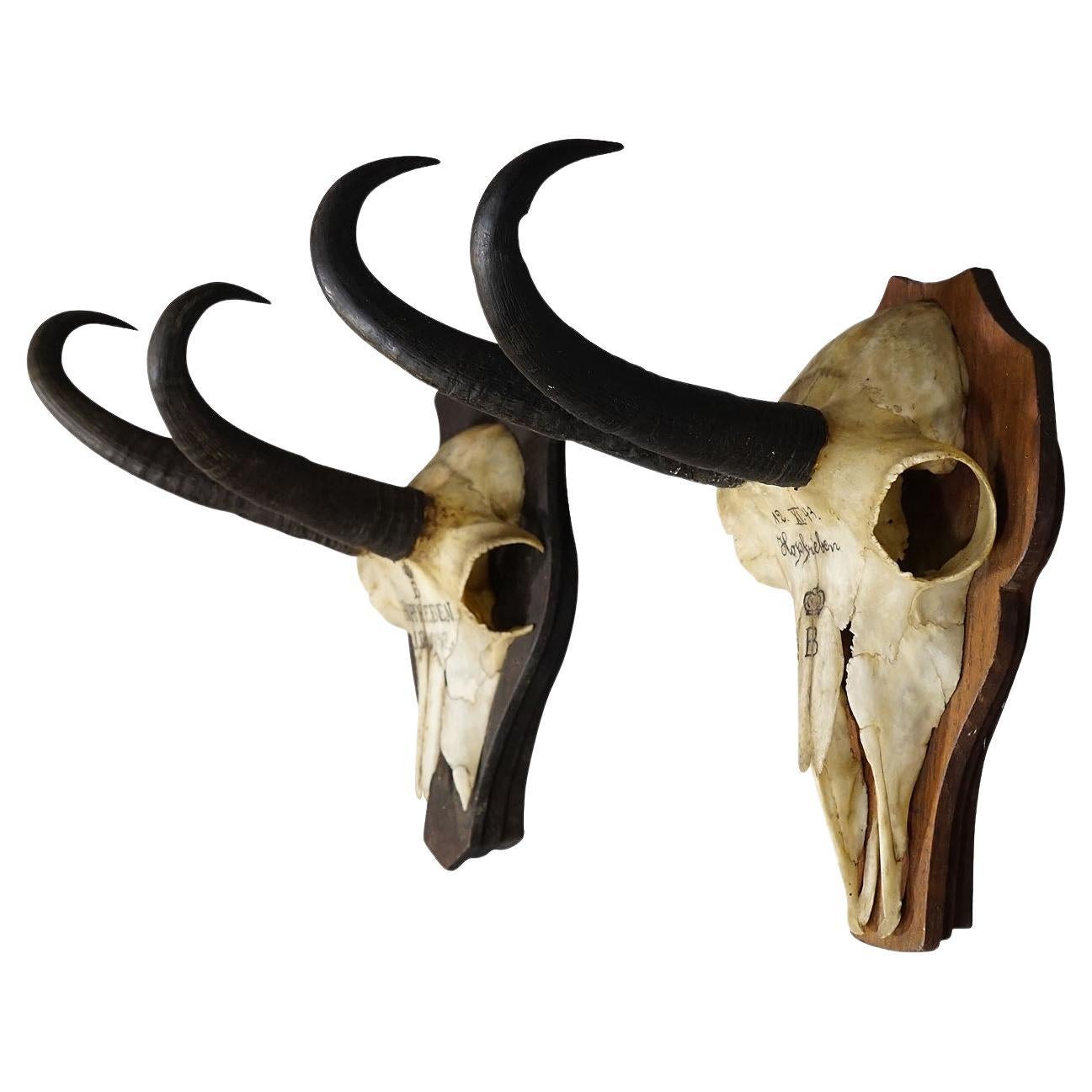 Pair Antique Chamois Trophies on Wooden Plaques, Germany, Ca. 1930s