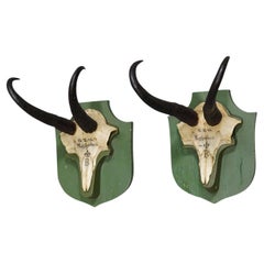 Pair Antique Chamois Trophies on Wooden Plaques, Germany, Ca. 1940s