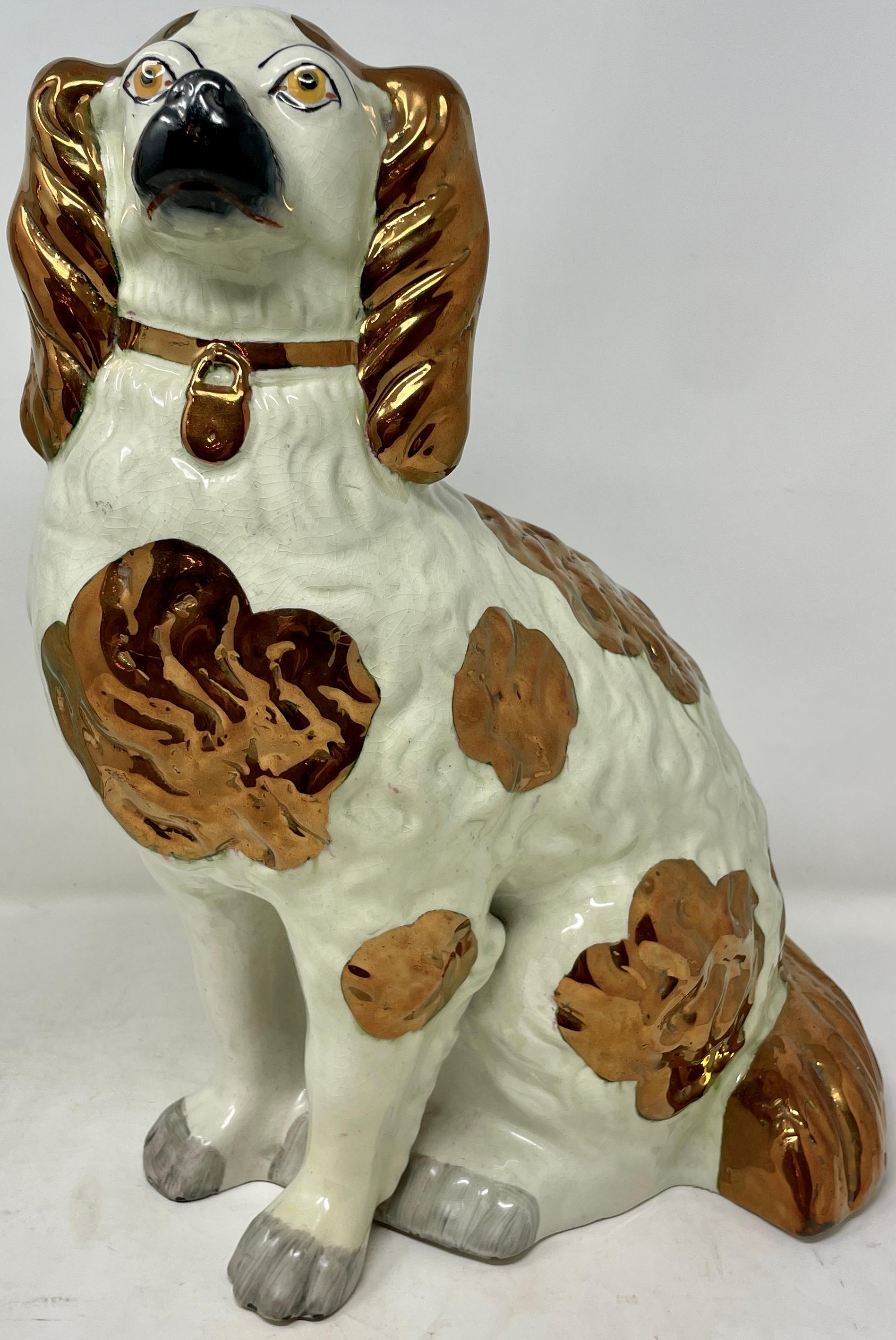 Rare & large pair antique English golden with white Staffordshire Porcelain King Charles Spaniel Dogs, circa 1900's. Last photo shows scale of dogs at bottom left.