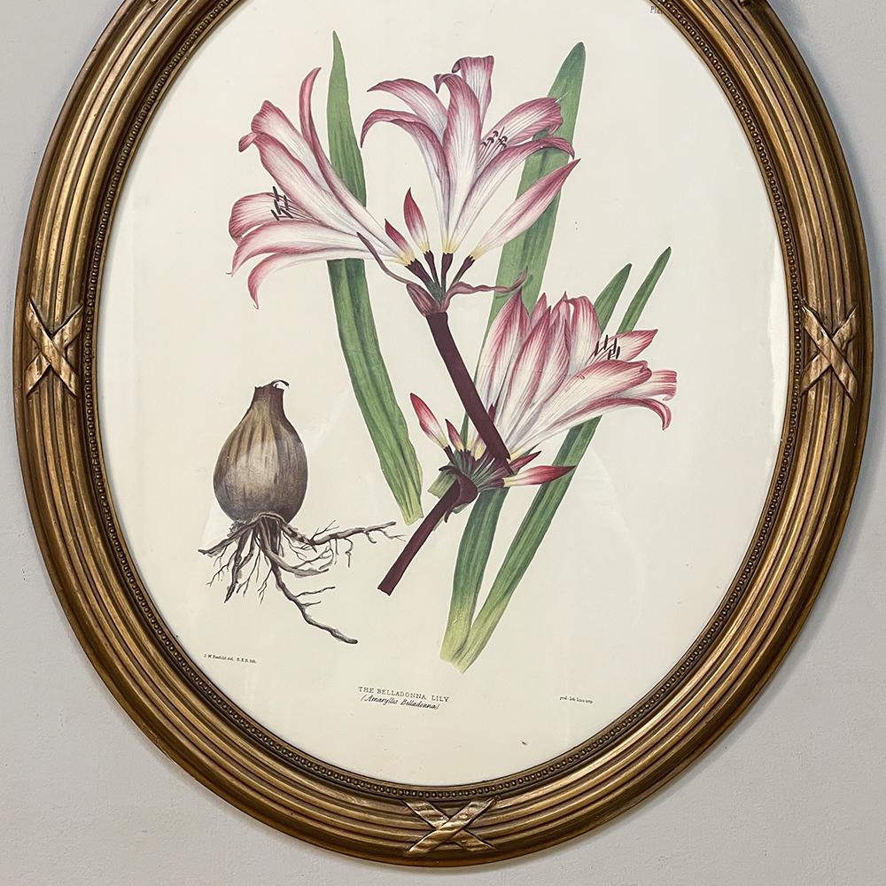 Pair Antique French Neoclassically Framed Botanical Lithographs by J.W. Penfold 3