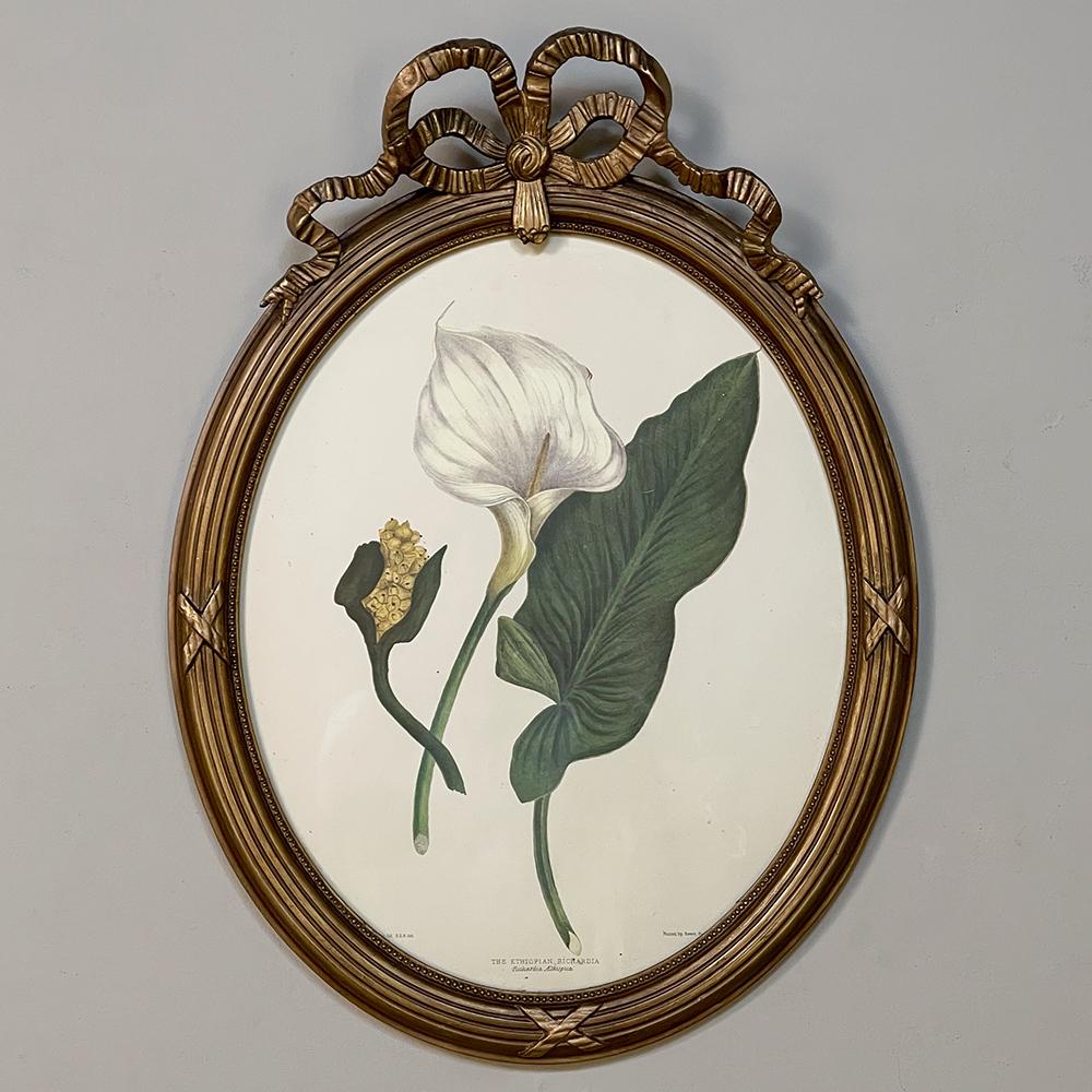 This beautiful pair of antique French neoclassical framed botanical lithographs were hand-colored and mounted in oval frames with original gilt finish that exhibit classic French Louis XVI styling, with an elegantly displayed bow of ribbon at the