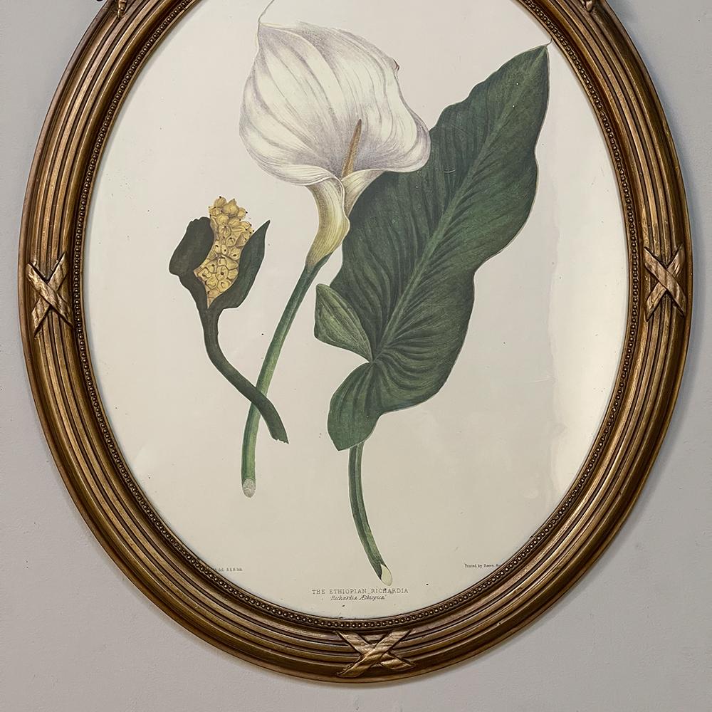 Pair Antique French Neoclassically Framed Botanical Lithographs by J.W. Penfold In Good Condition In Dallas, TX