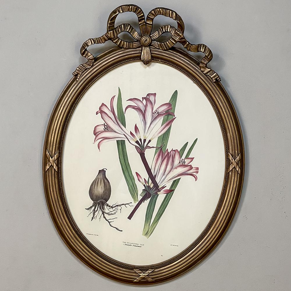 Late 19th Century Pair Antique French Neoclassically Framed Botanical Lithographs by J.W. Penfold