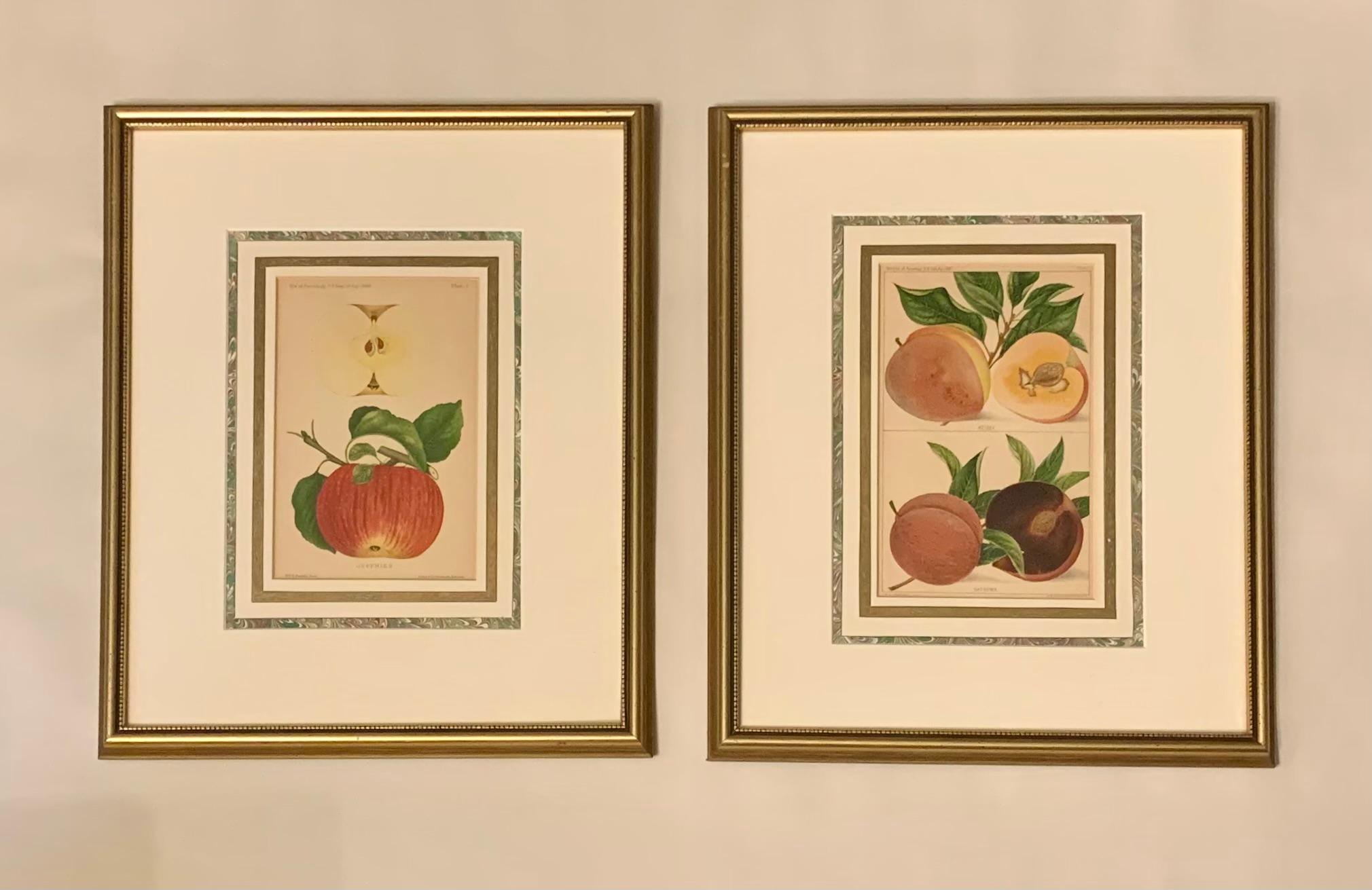 Schöne Cottagecore Stil antike 19. Jahrhundert benutzerdefinierte gerahmte Paar Pomological William Henry Prestele Jeffries Apfel, Kelsey und Satsuma Pfirsiche druckt
1887 und 1888
Fein, individuell gerahmt mit marmorierten Details in klassischen