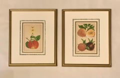 Pair Antique Wm. H. Prestele Pomological Apple and Peaches Prints, 1887-1888