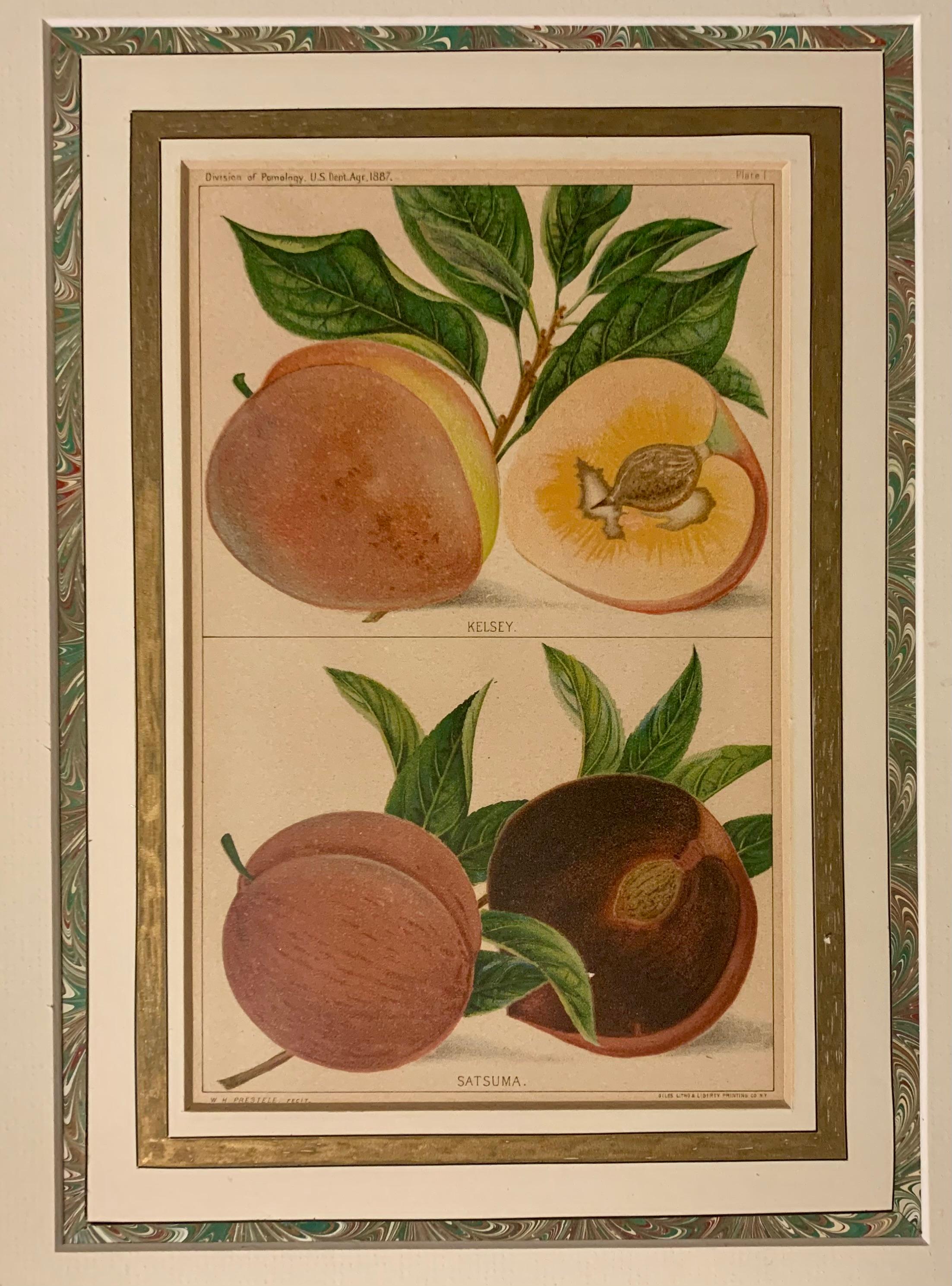 Paar antike Wm. H. Prestele Pomologische Apfel- und Pfirsichdrucke, 1887-1888 im Zustand „Gut“ im Angebot in New York, NY