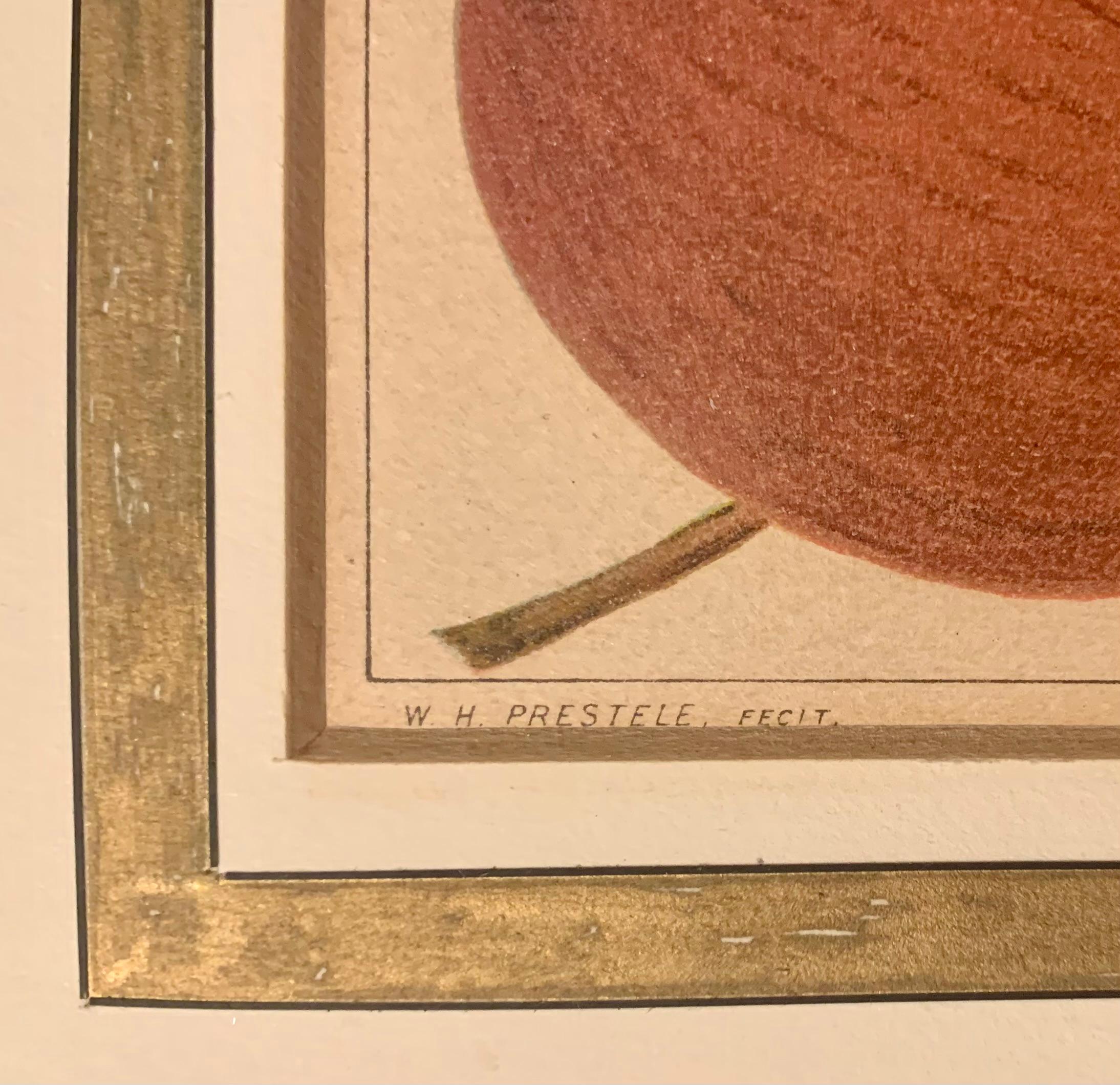 Paar antike Wm. H. Prestele Pomologische Apfel- und Pfirsichdrucke, 1887-1888 im Angebot 2
