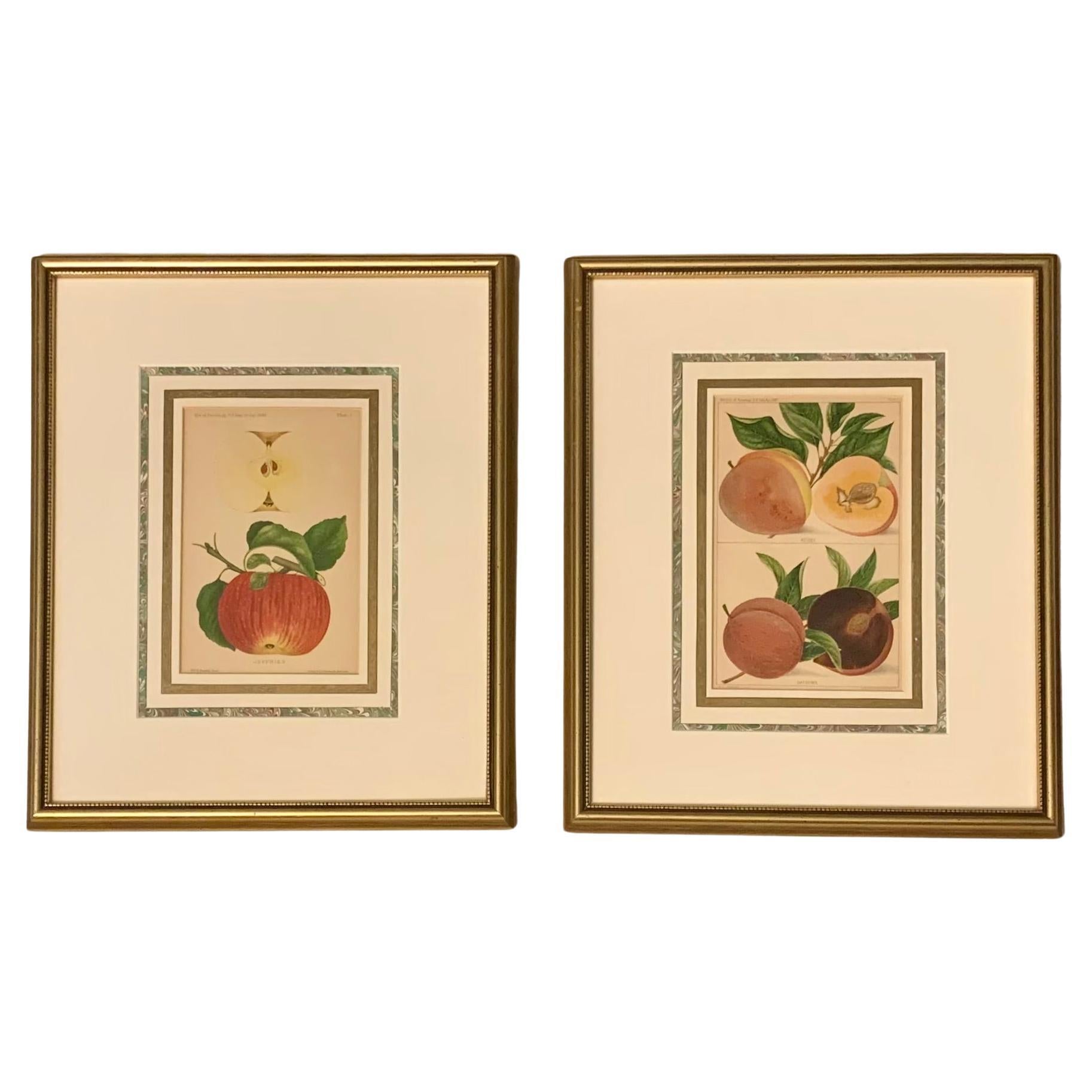 Paar antike Wm. H. Prestele Pomologische Apfel- und Pfirsichdrucke, 1887-1888 im Angebot